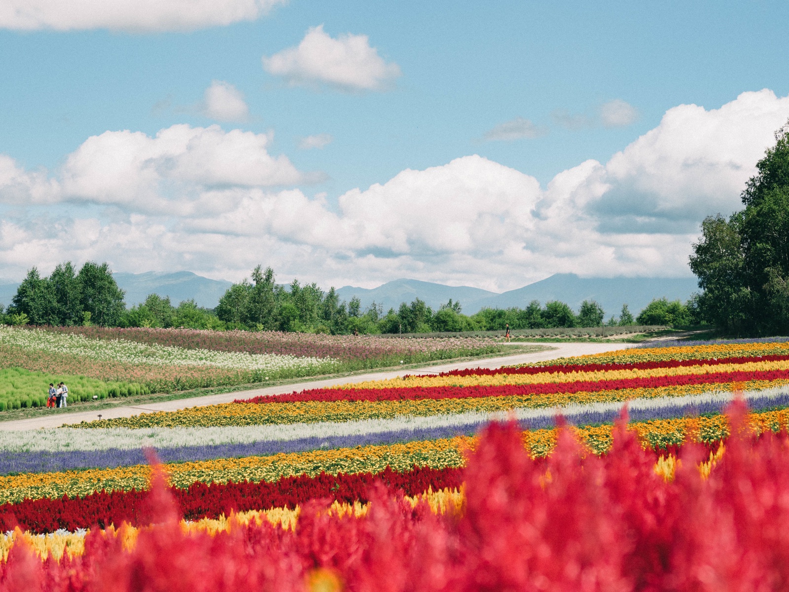 夏日蒼穹下 北海道花的絨毯（北海道）