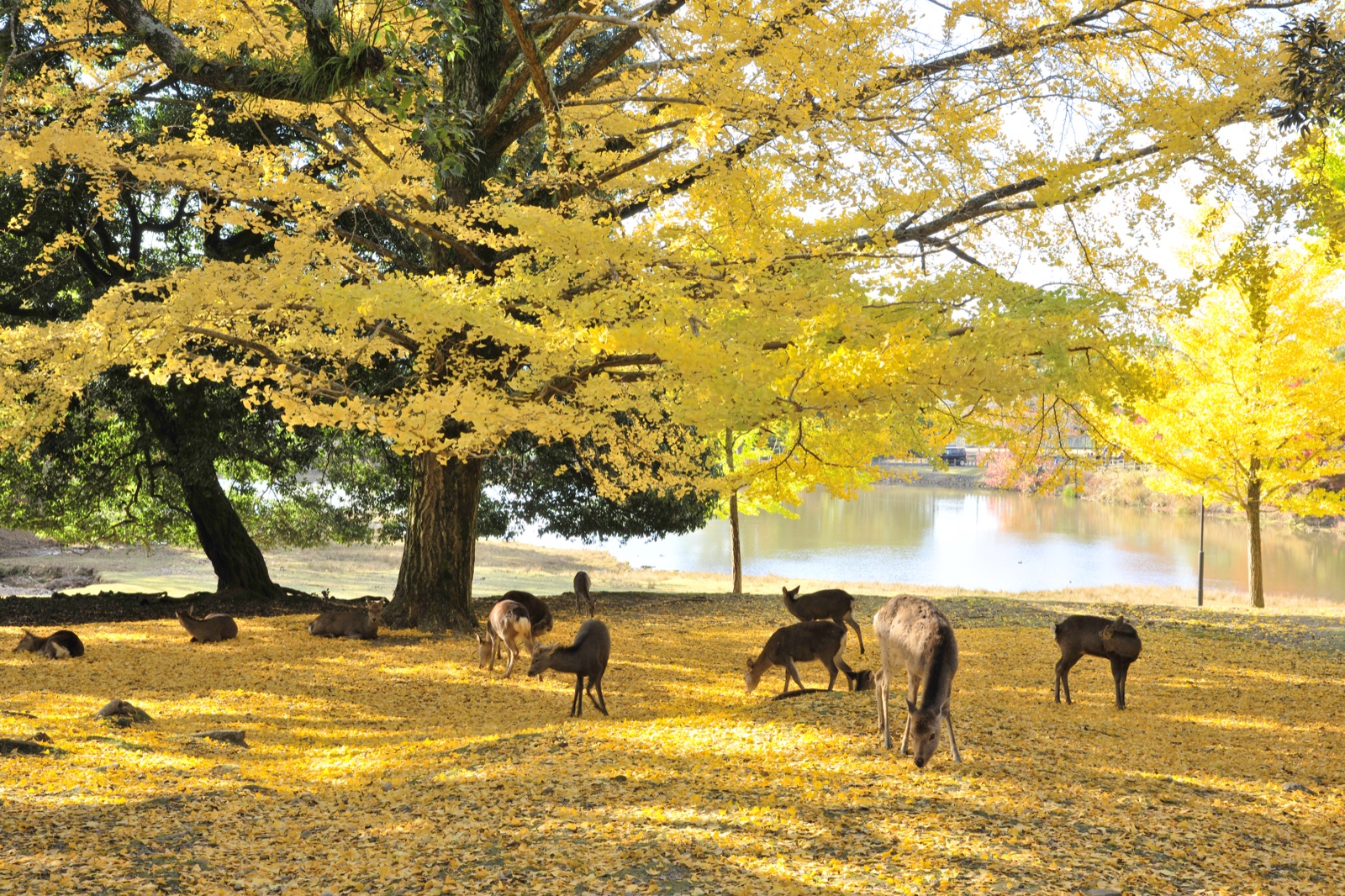 奈良公園的楓葉秋色（奈良県）