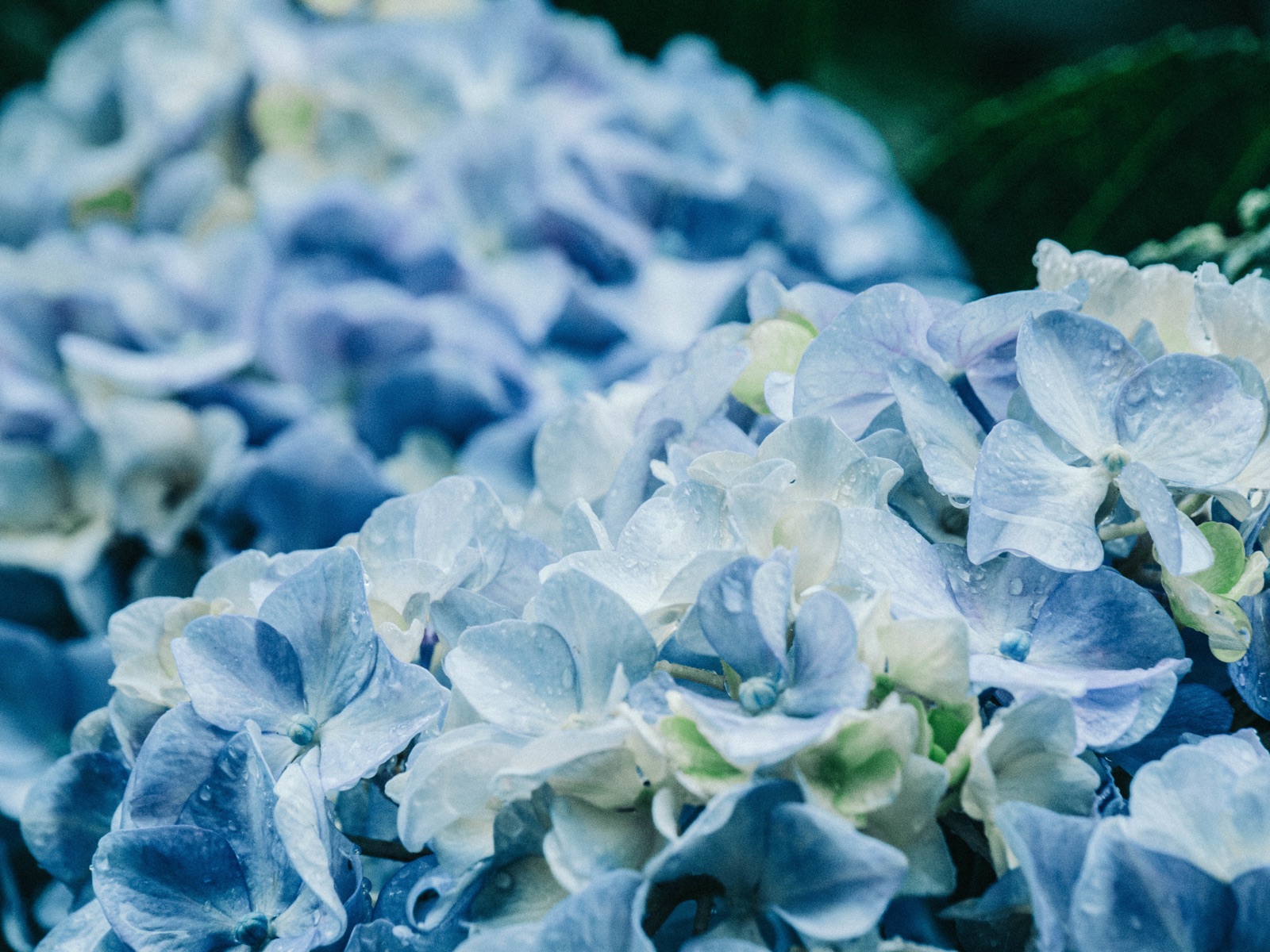 雨中紫陽花　神奈川六月的靜謐時刻（神奈川県）