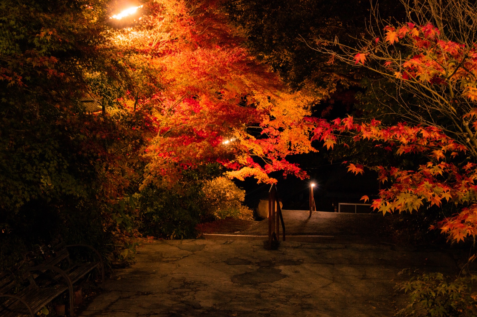茨城夜間紅葉道 燈火下的靜謐秋色（茨城県）