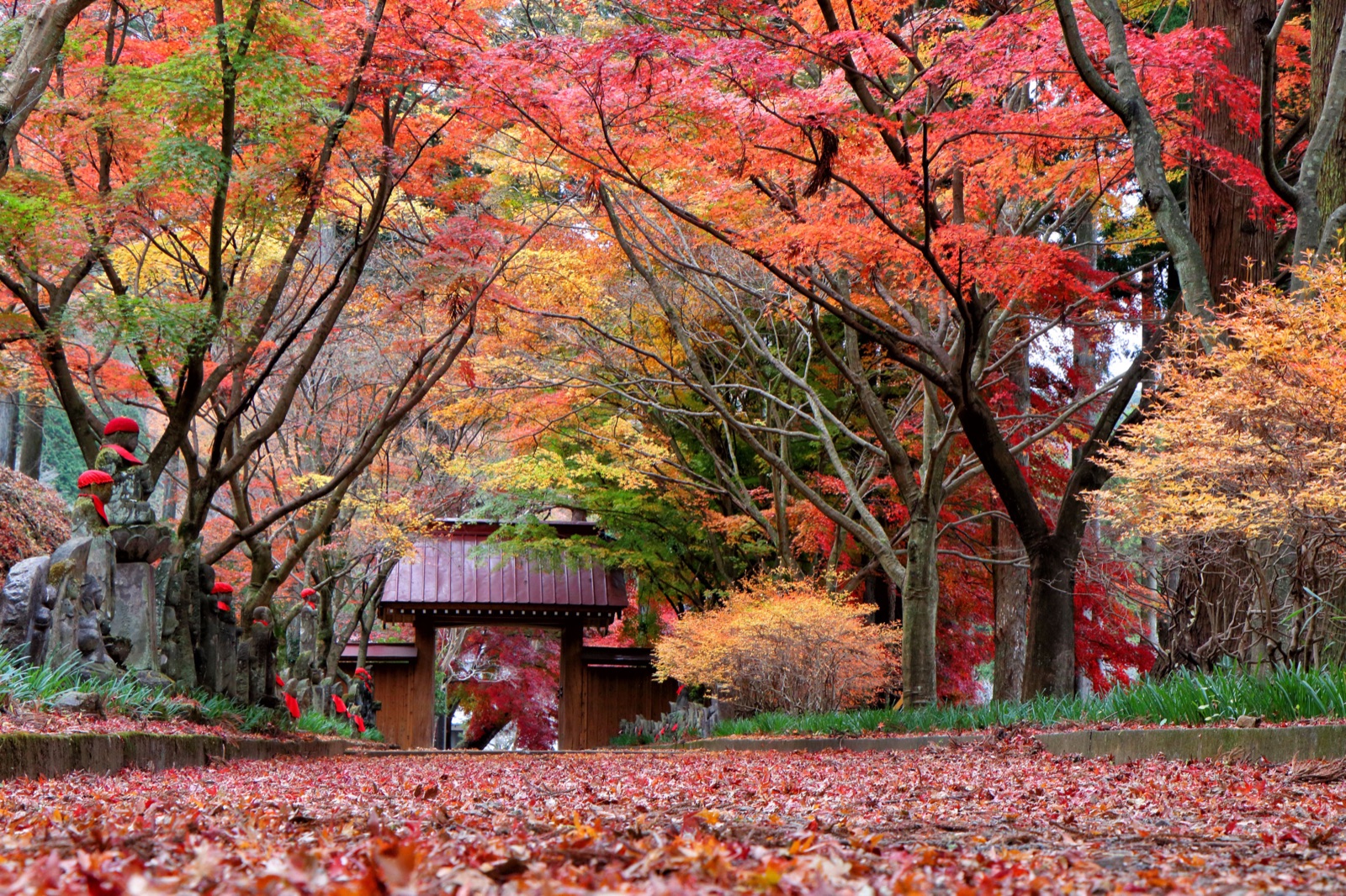 栃木金藏院楓葉 京都風情在此相逢（栃木県）