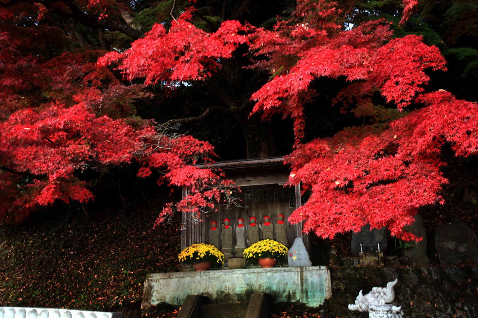 茨城大子町紅葉寺秋日風景（茨城県）