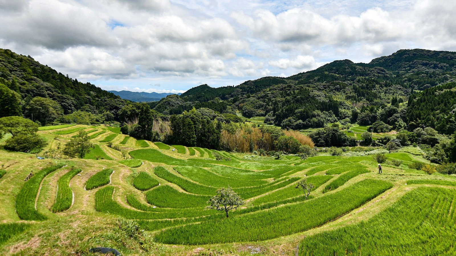 千葉夏日 大山千枚田的棚田光景（千葉県）