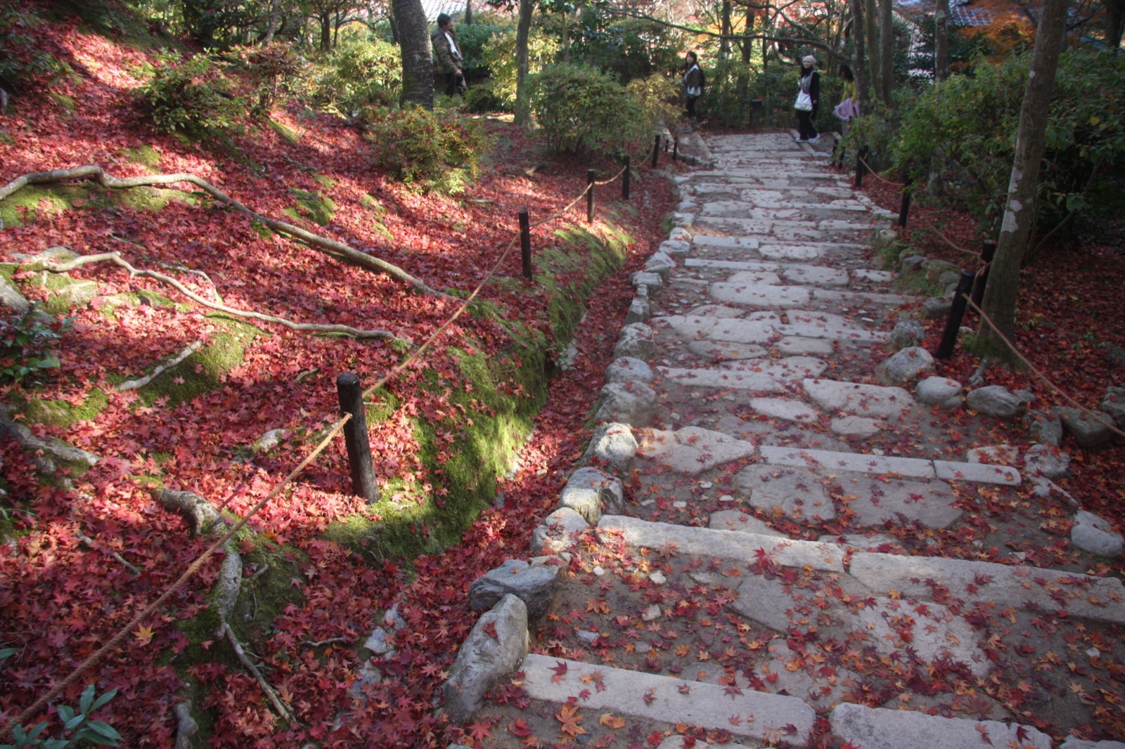 京都晚秋的常寂光寺　出口前的一條路（京都府）