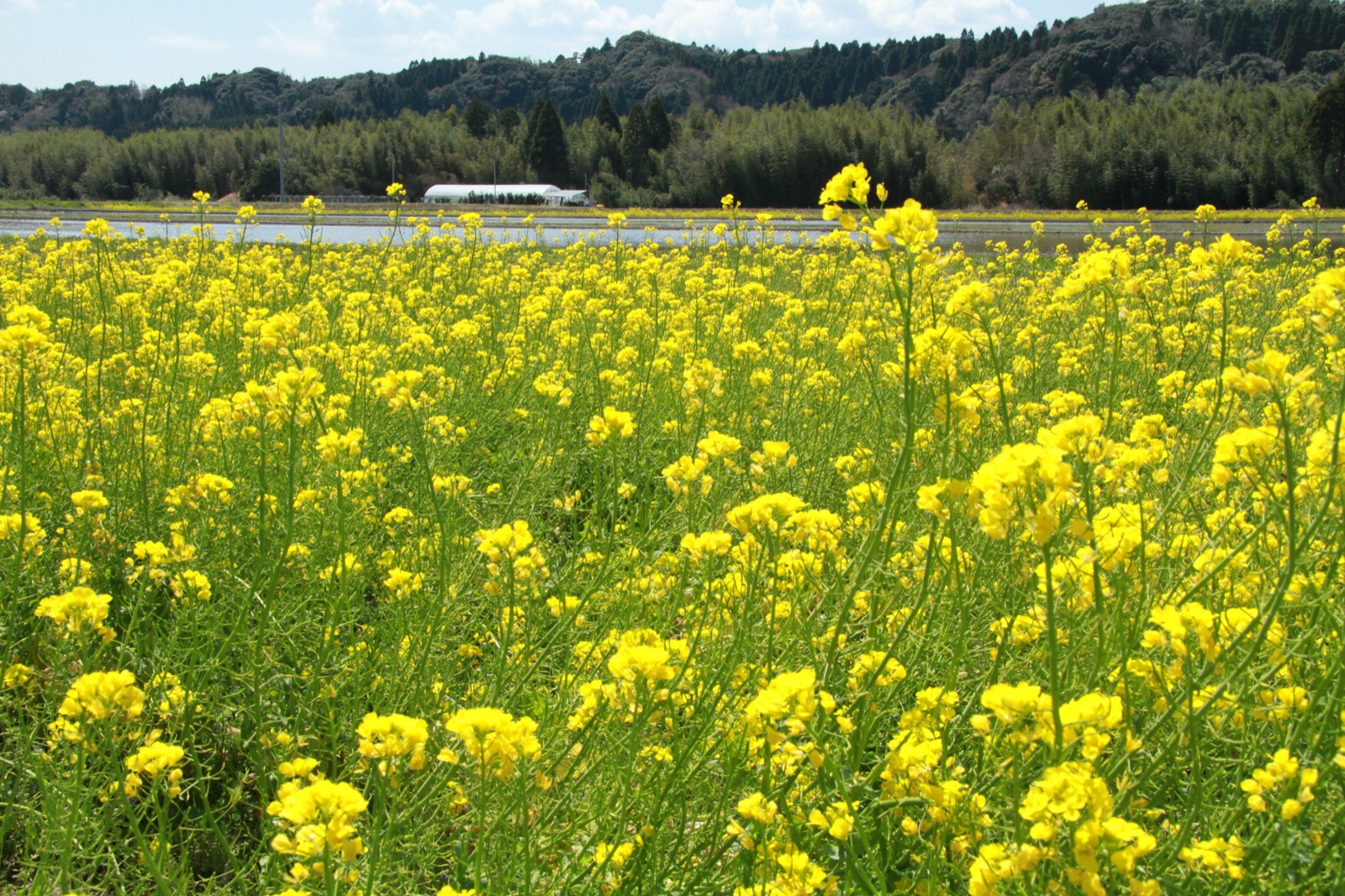 千葉外房香美市菜花田野風光（千葉県）