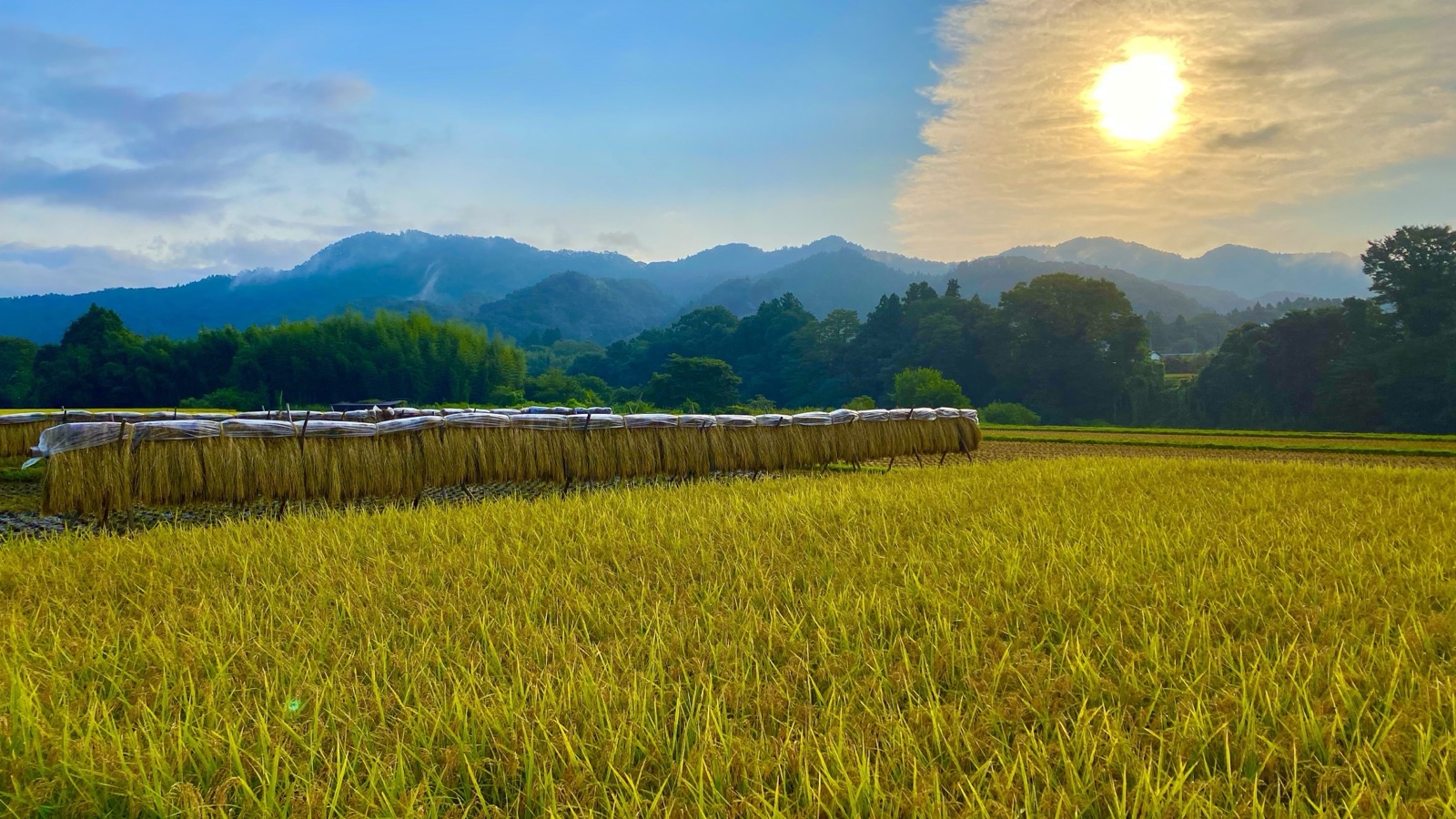 茨城大子產米秋季稻田稻架風景（茨城県）