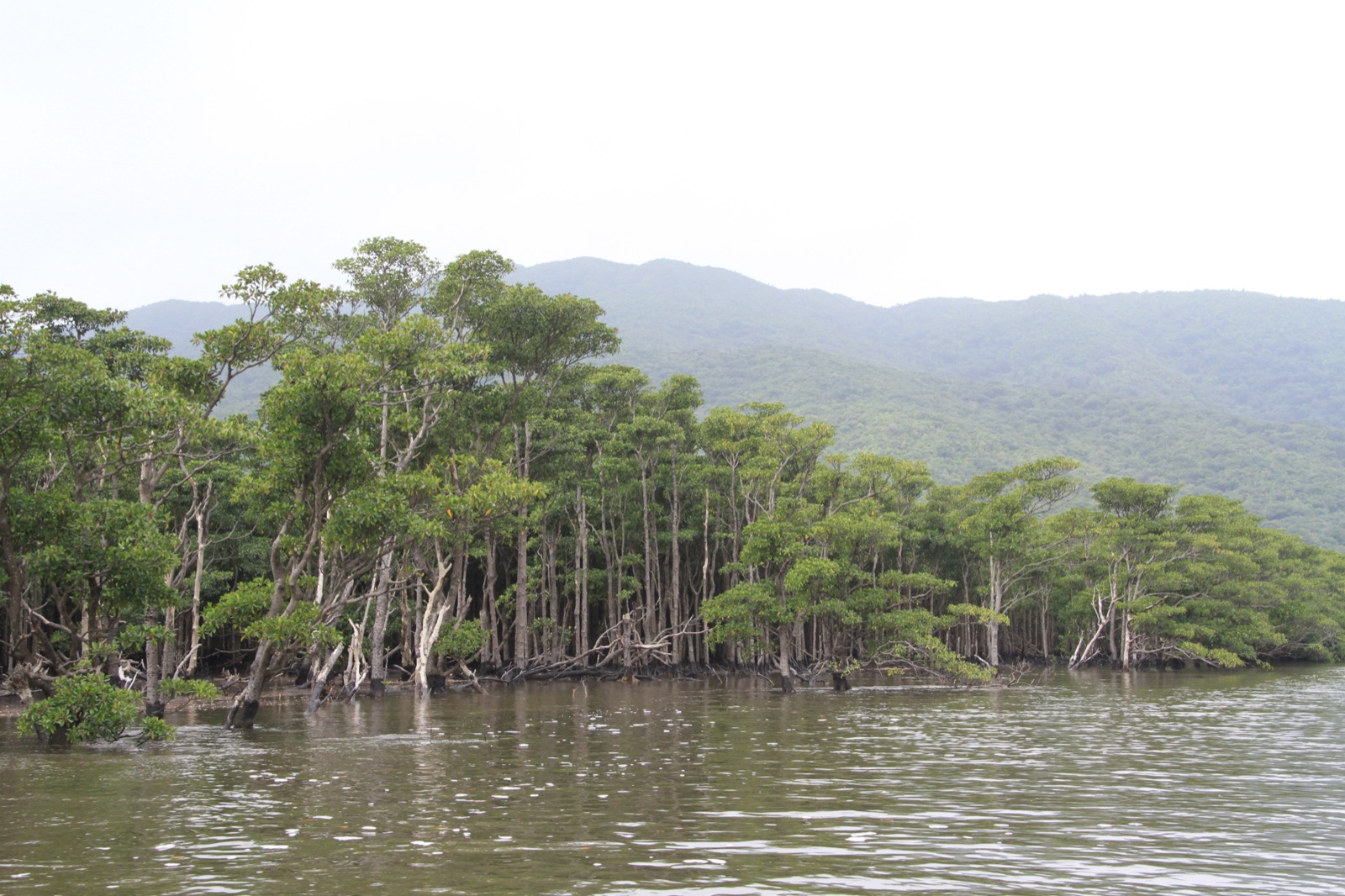 西表島的樹林祕境　沖繩河口的靜謐風景（沖縄県）