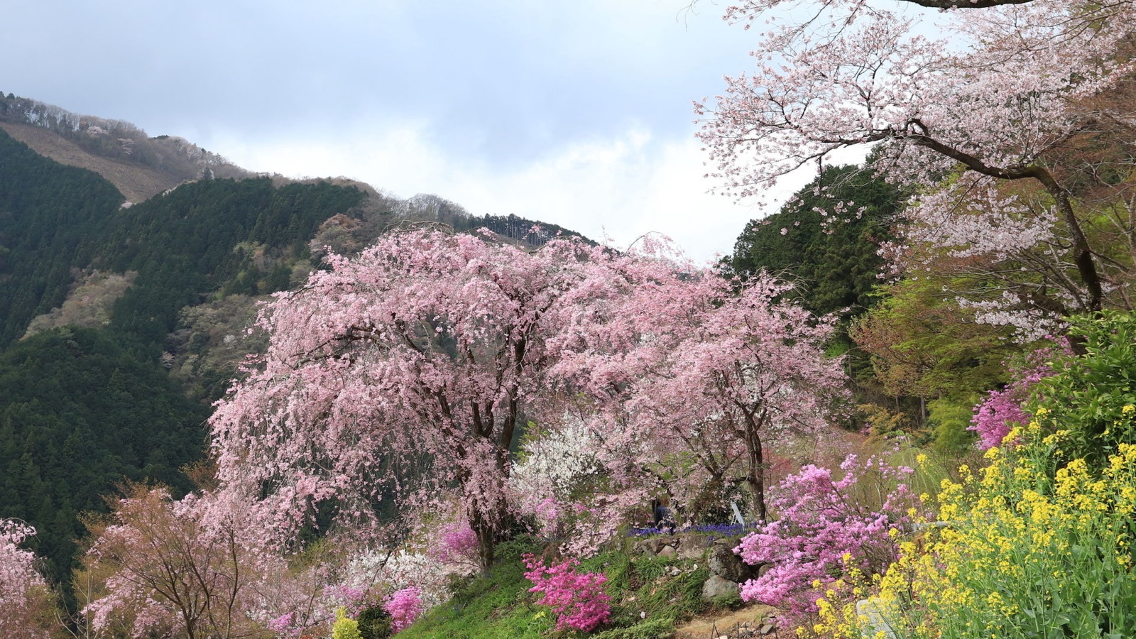 東京秋留野的花寺　龍珠院的靜謐時刻（東京都）