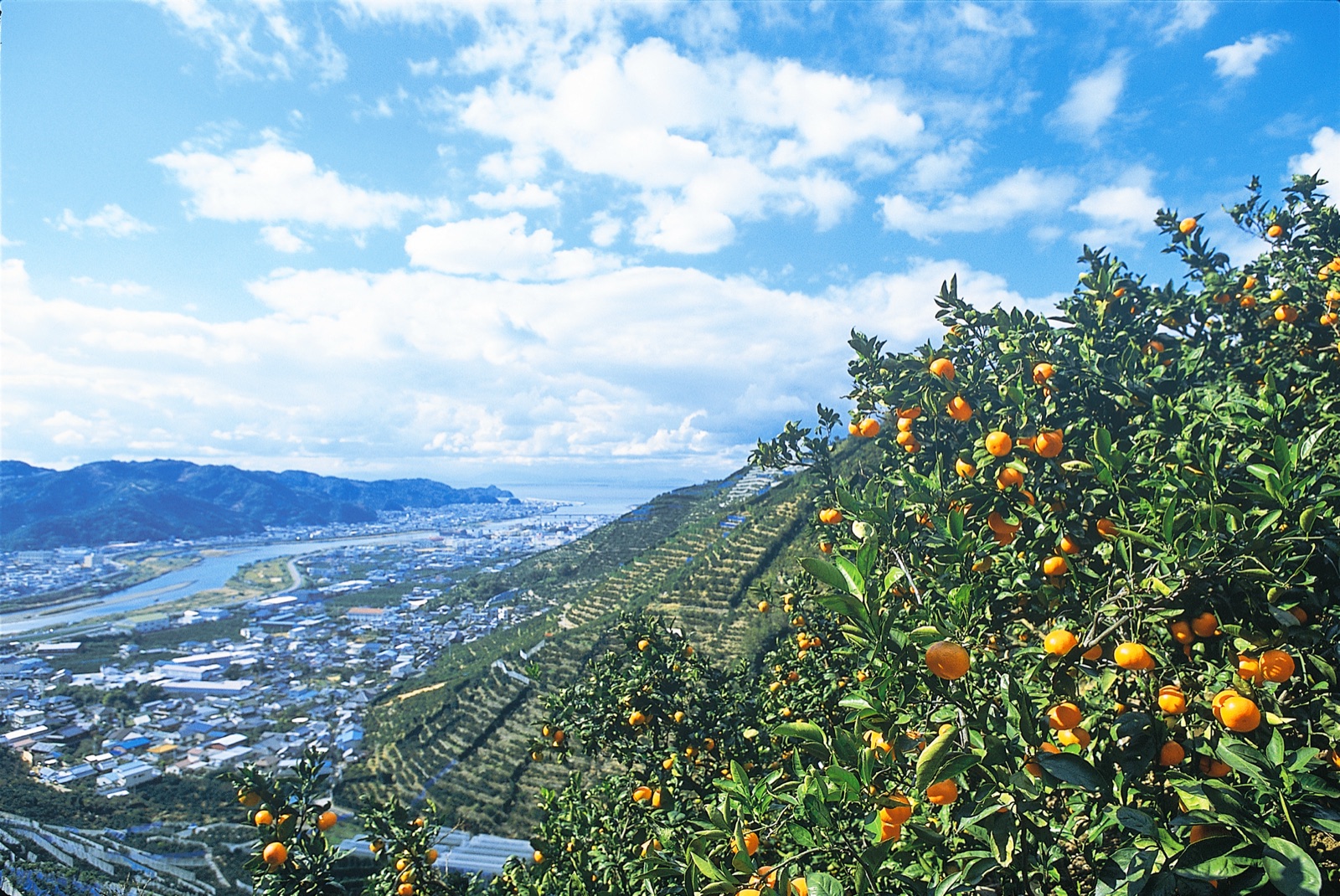 有田蜜柑的山（和歌山県）