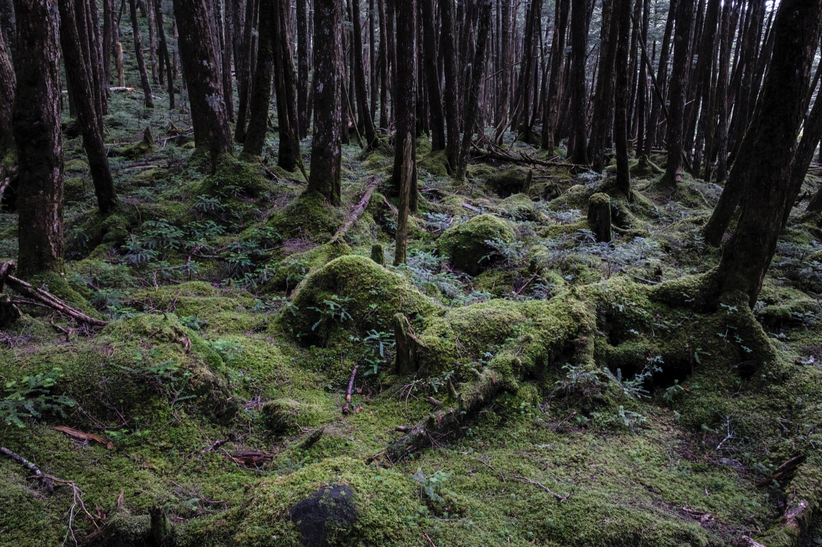 長野縣苔蘚森林：翠綠寂靜的自然世界（長野県）