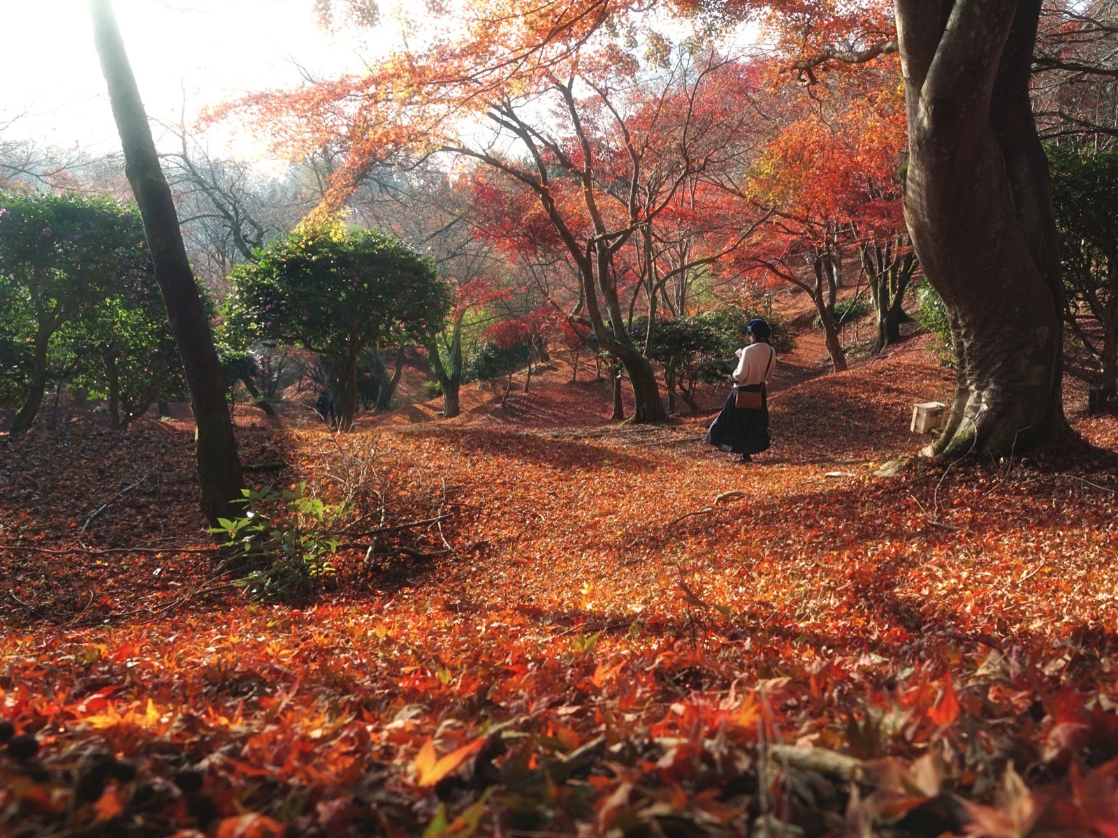 京都田倉山紅葉地毯 晚秋短暫的絢爛時刻（京都府）