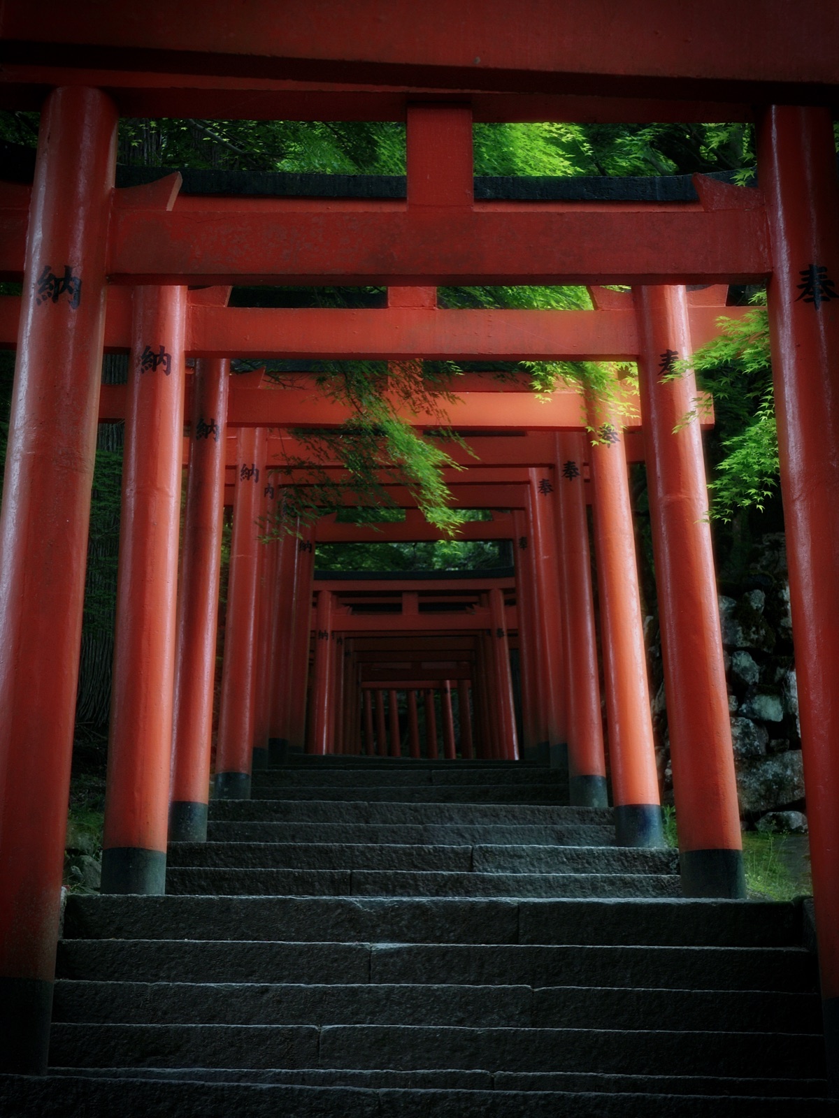 有子山稲荷神社的青葉晨曦——兵庫縣的靜謐之道（兵庫県）