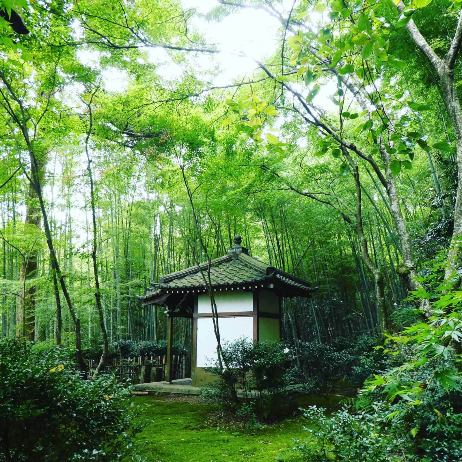 京都嵯峨野紅葉季 瀧口寺的翠綠秘境（京都府）