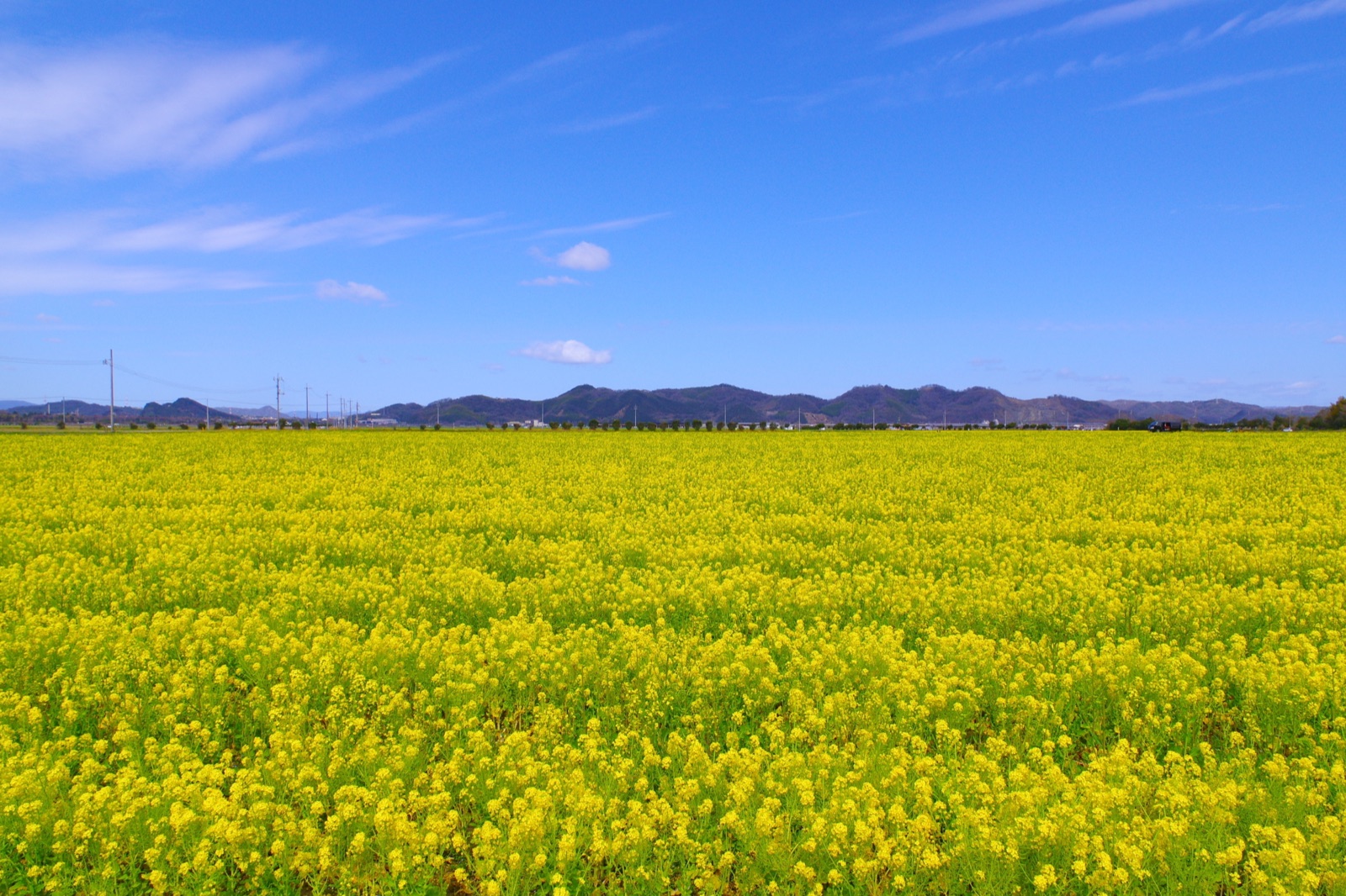 岡山笠岡灣 花田四季輪轉的道之站（岡山県）