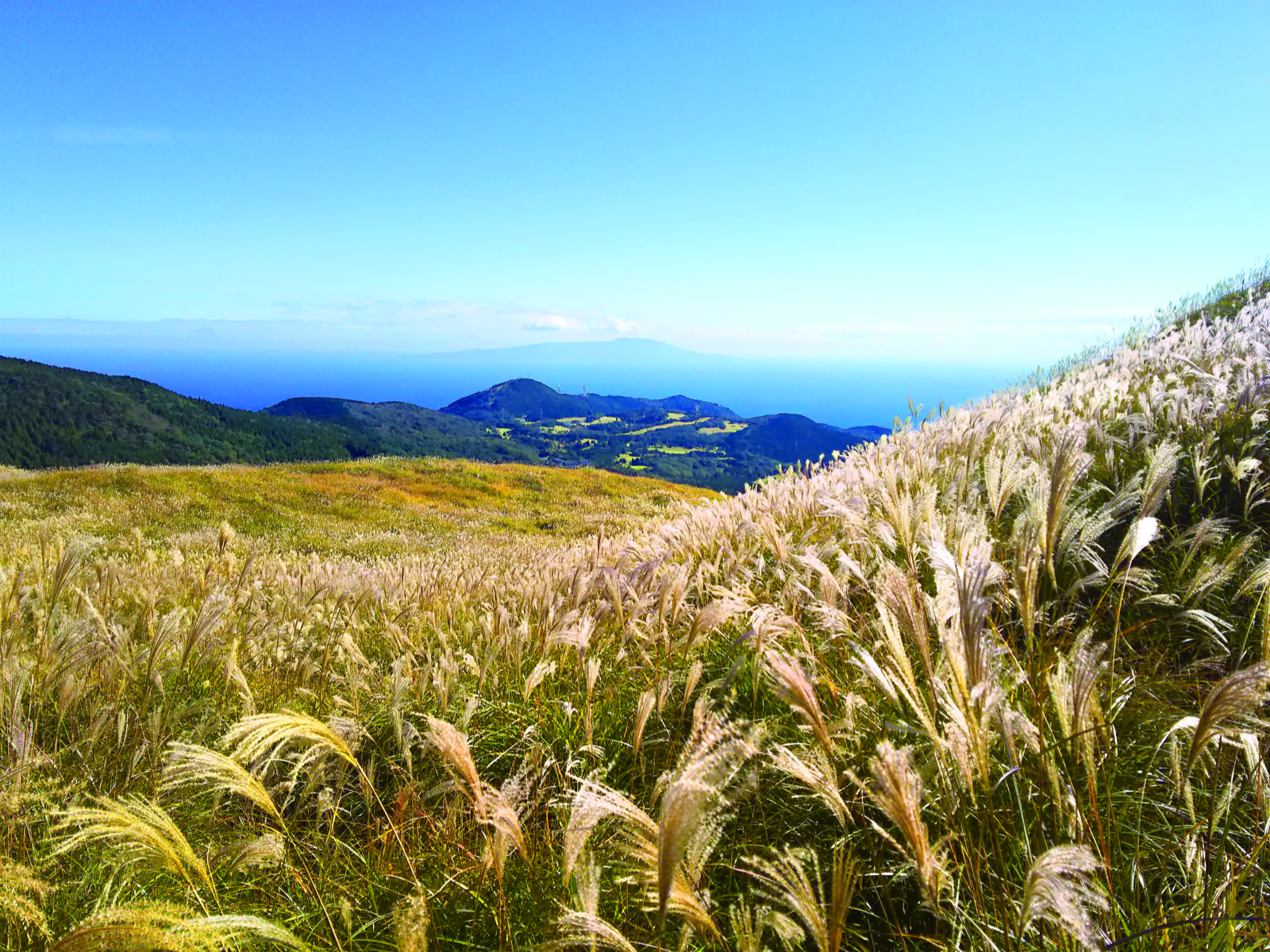 秋日高原的芒草海 靜岡伊豆稻取遠眺諸島（静岡県）