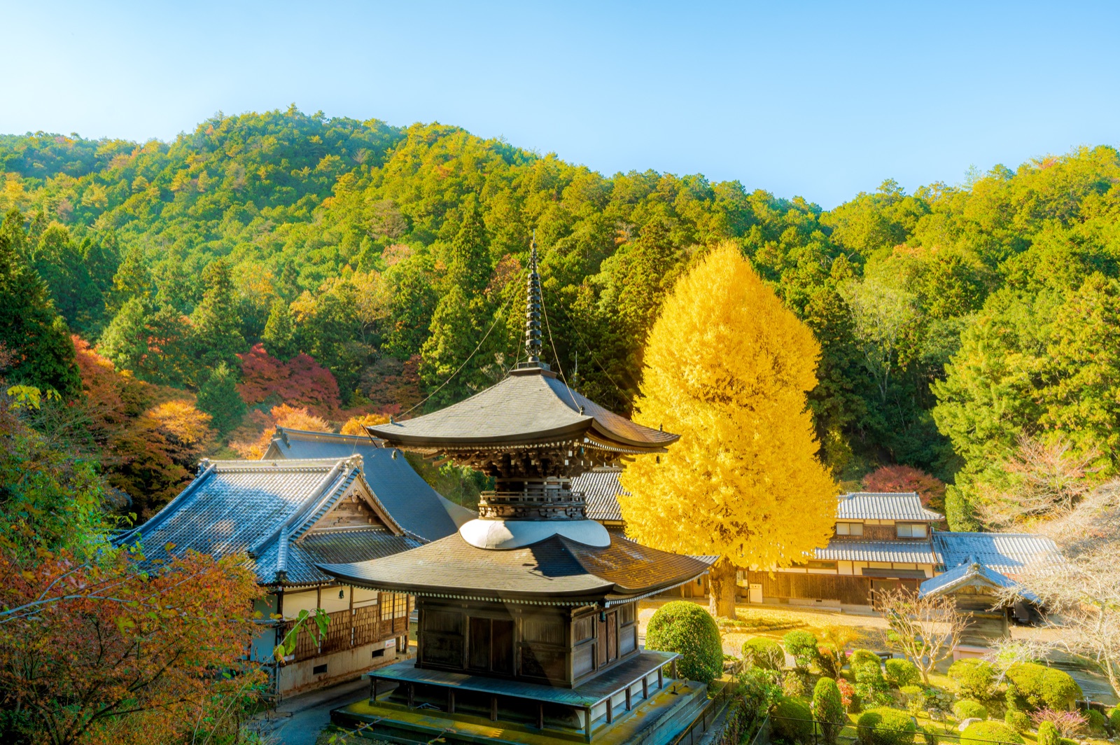 兵庫山間的光影——宇土弘誓寺的銀杏時刻（兵庫県）