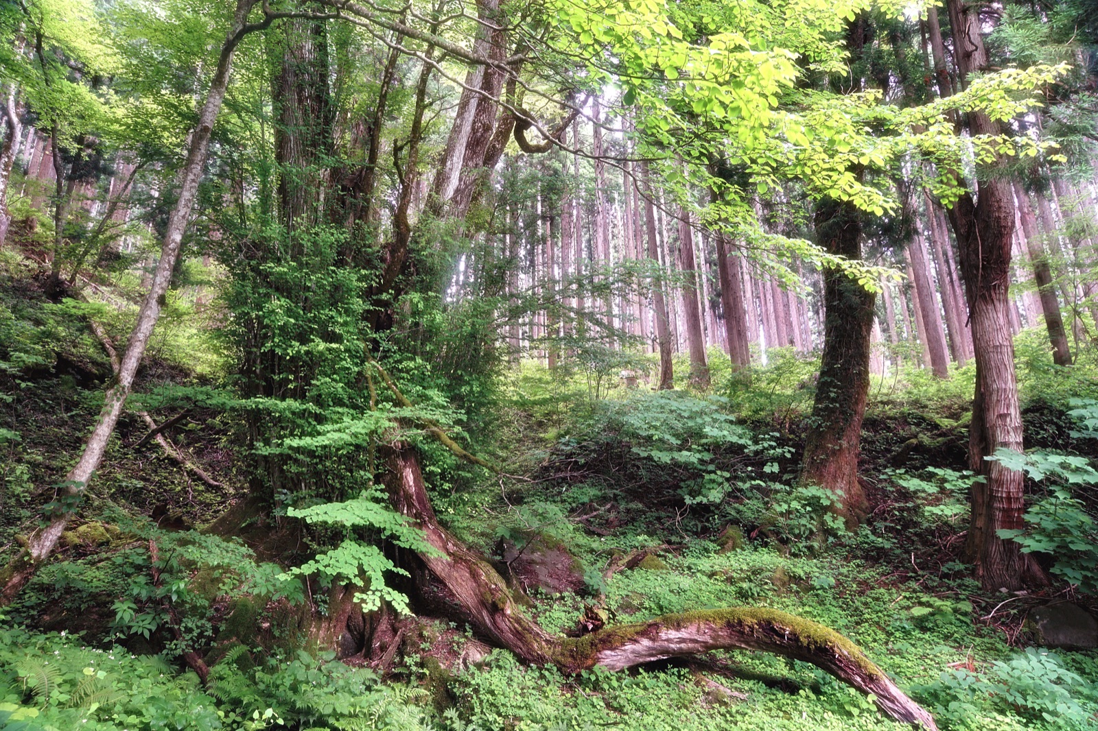 兵庫五百年古樹 兎和野大樺的沉默時光（兵庫県）