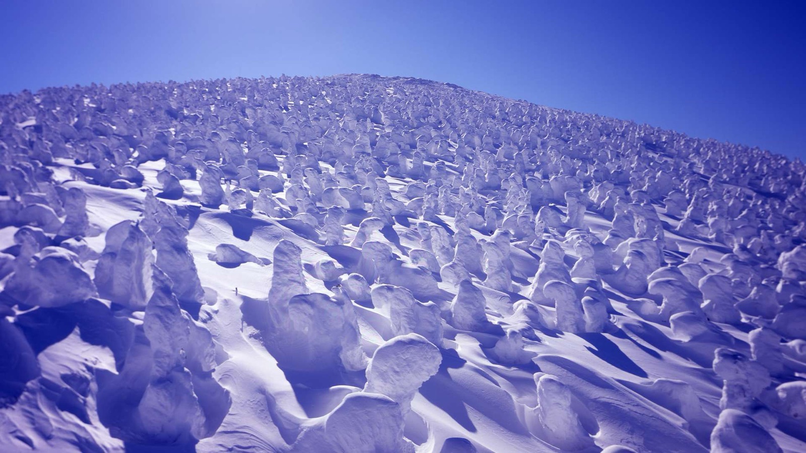 山形蔵王溫泉滑雪場的樹冰奇景（山形県）