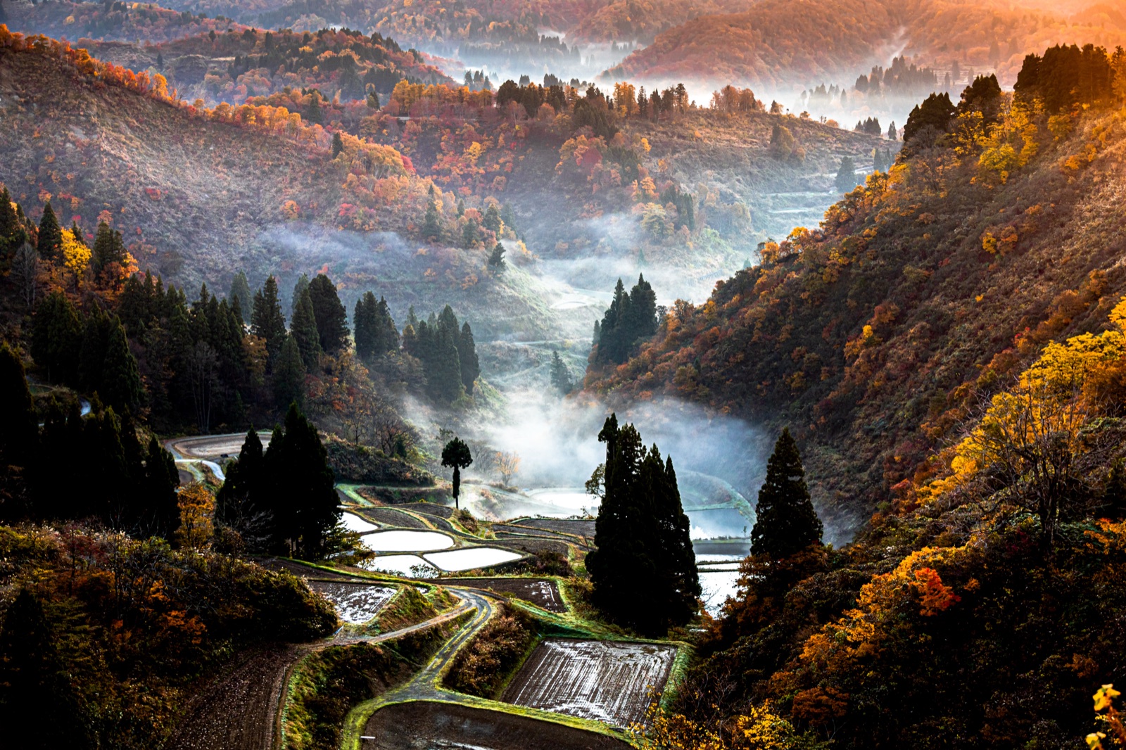 秋晨初光 新潟山古志的紅葉時刻（新潟県）