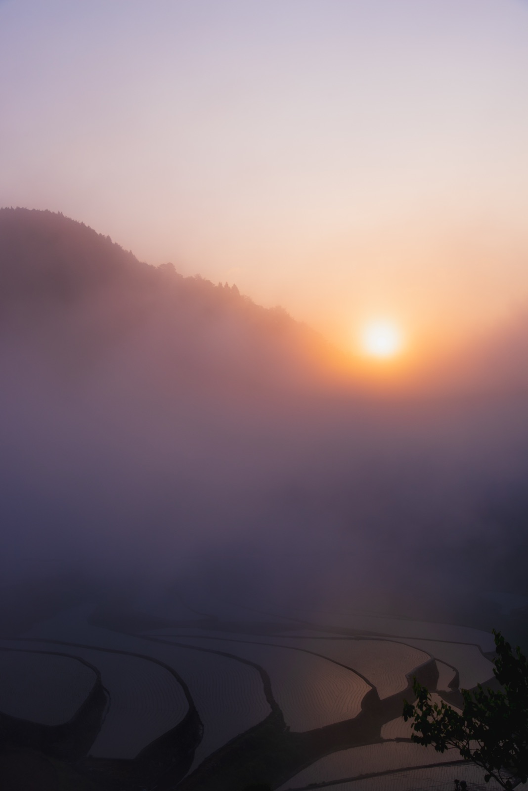 霧中晨曦 廣島井仁棚田的靜謐時刻（広島県）
