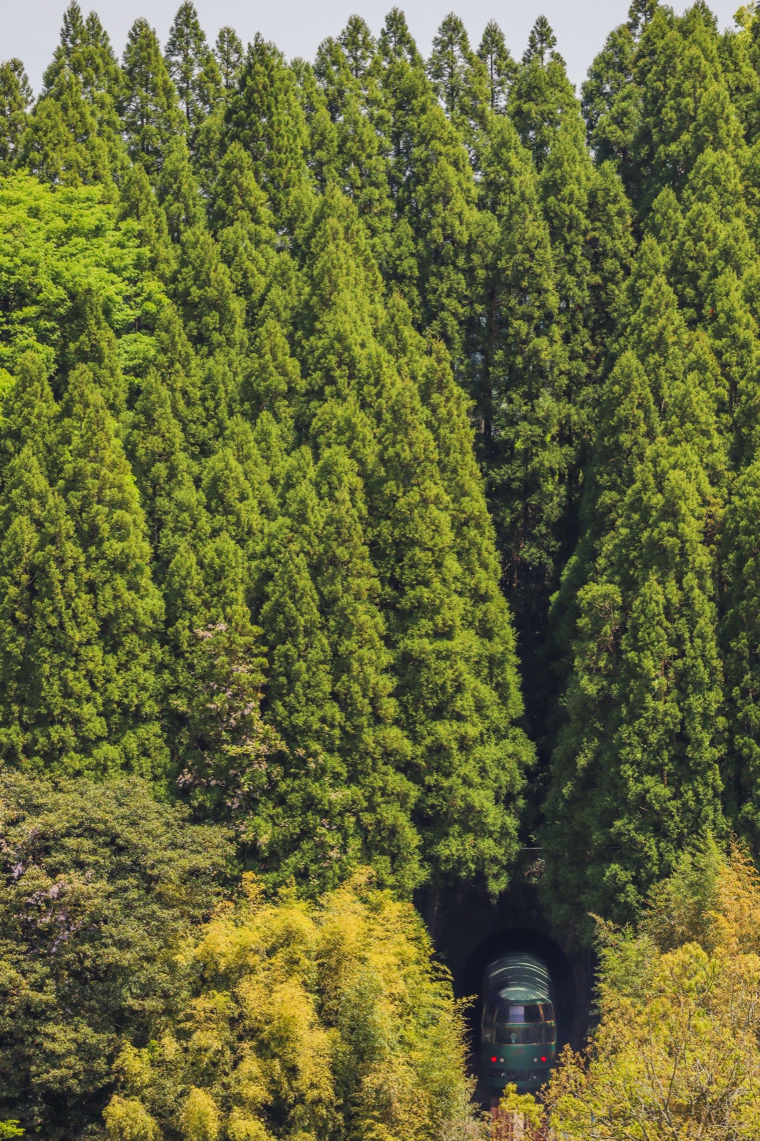 奔往湯布院 森號列車的緩慢時光（大分県）