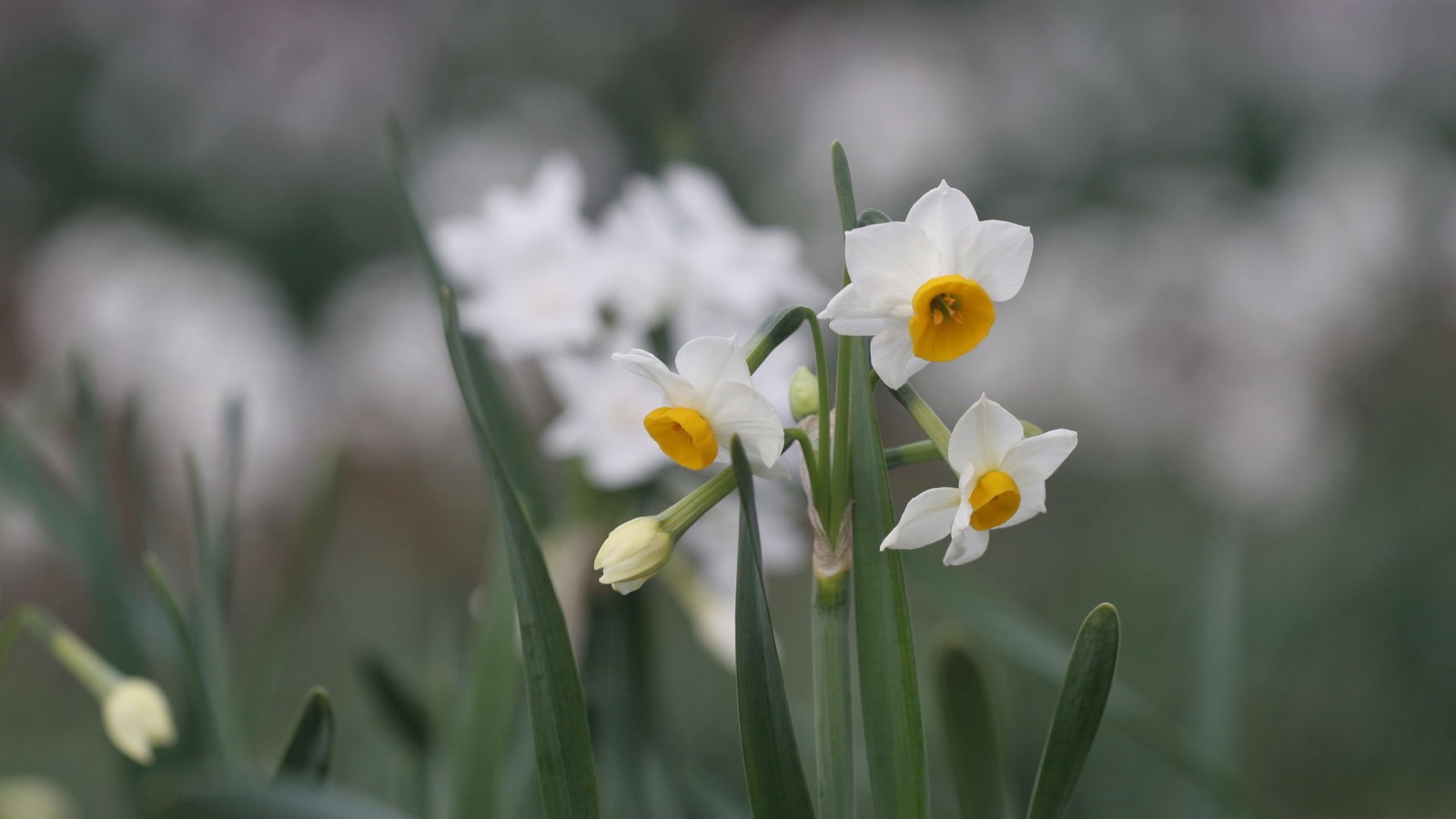 新宿御苑的水仙花，在廣闊綠地裡靜靜綻放（東京都）