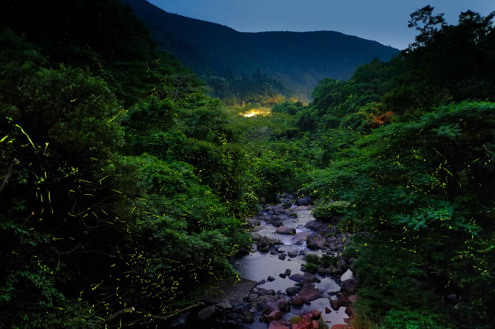 佐賀岩屋川內川的螢火之光（佐賀県）