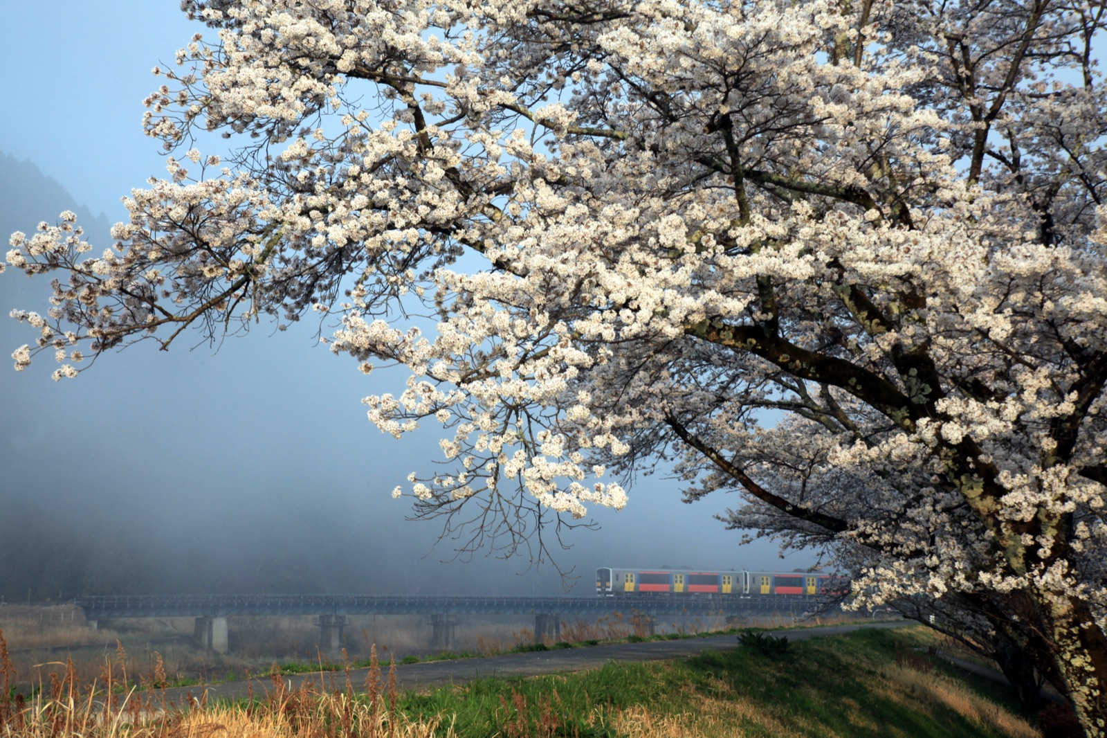 茨城大子町春日櫻花與水郡線的風景（茨城県）