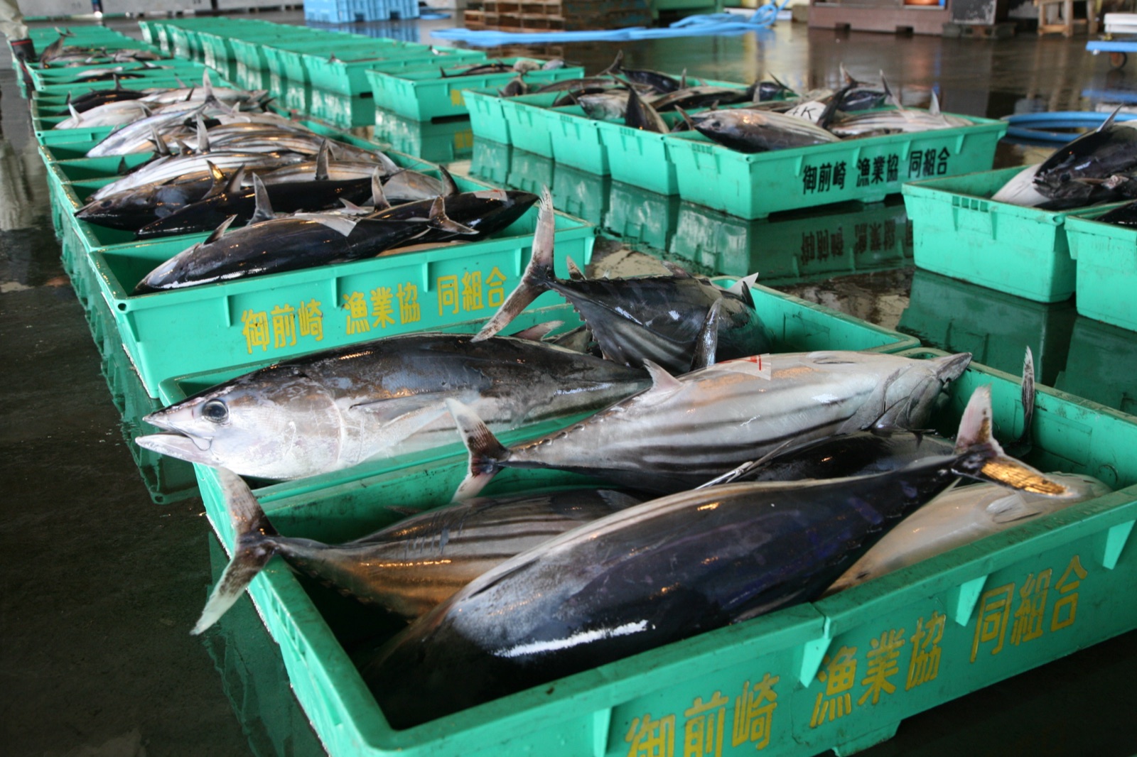 鰹魚卸貨（静岡県）
