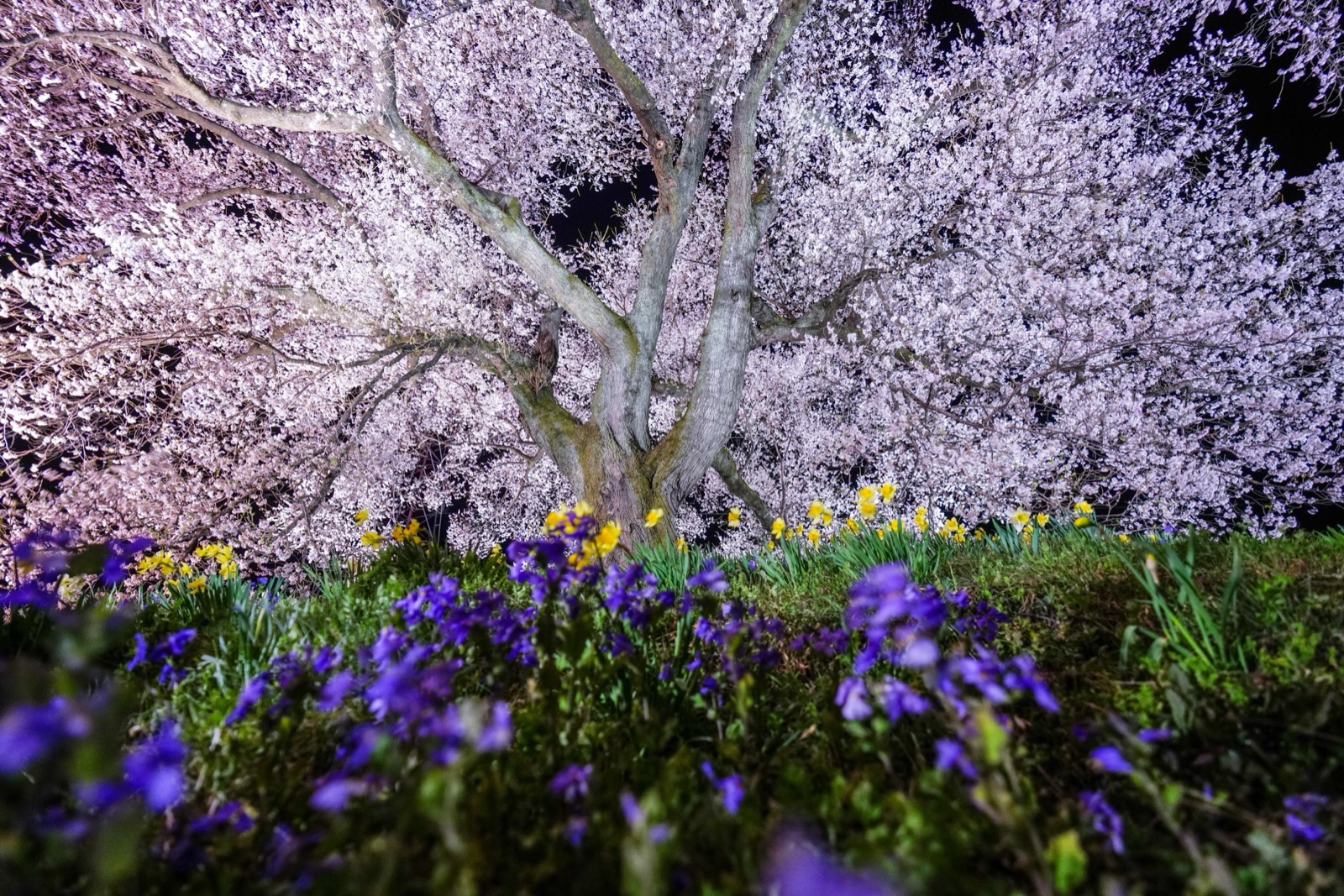 山梨縣鰐塚櫻花（山梨県）