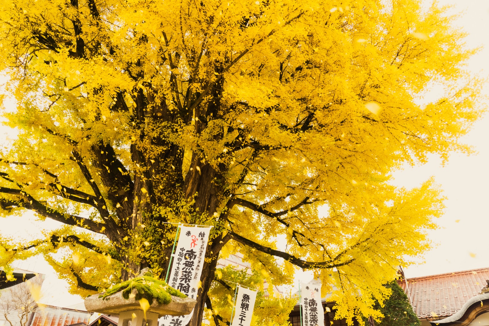 岐阜飛騨國分寺大銀杏的靜謐光影（岐阜県）