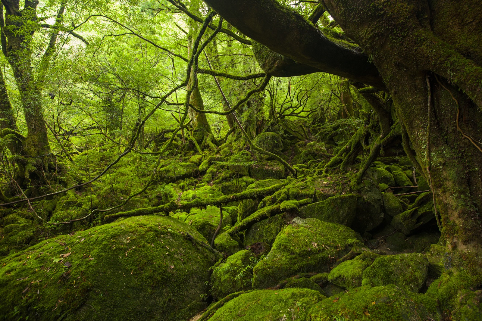 鹿兒島白谷雲水峽苔蘚森林（鹿児島県）