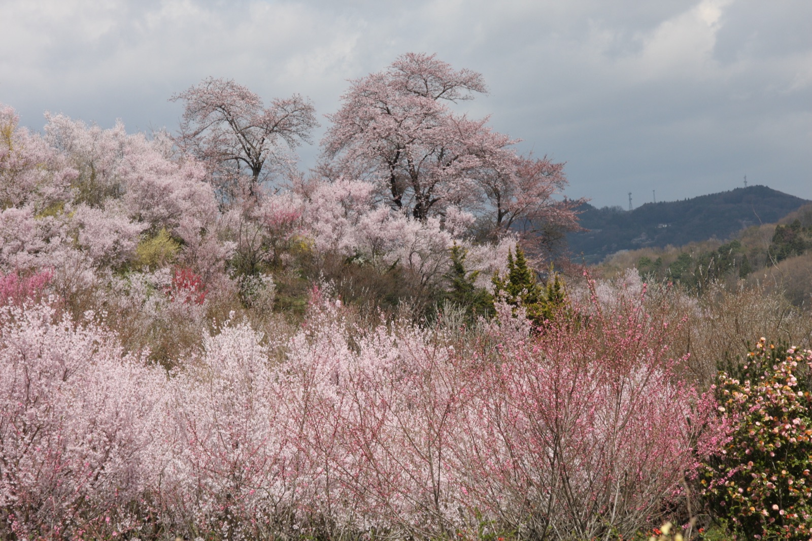吾妻連峰下的春色——福島市花見山公園（福島県）
