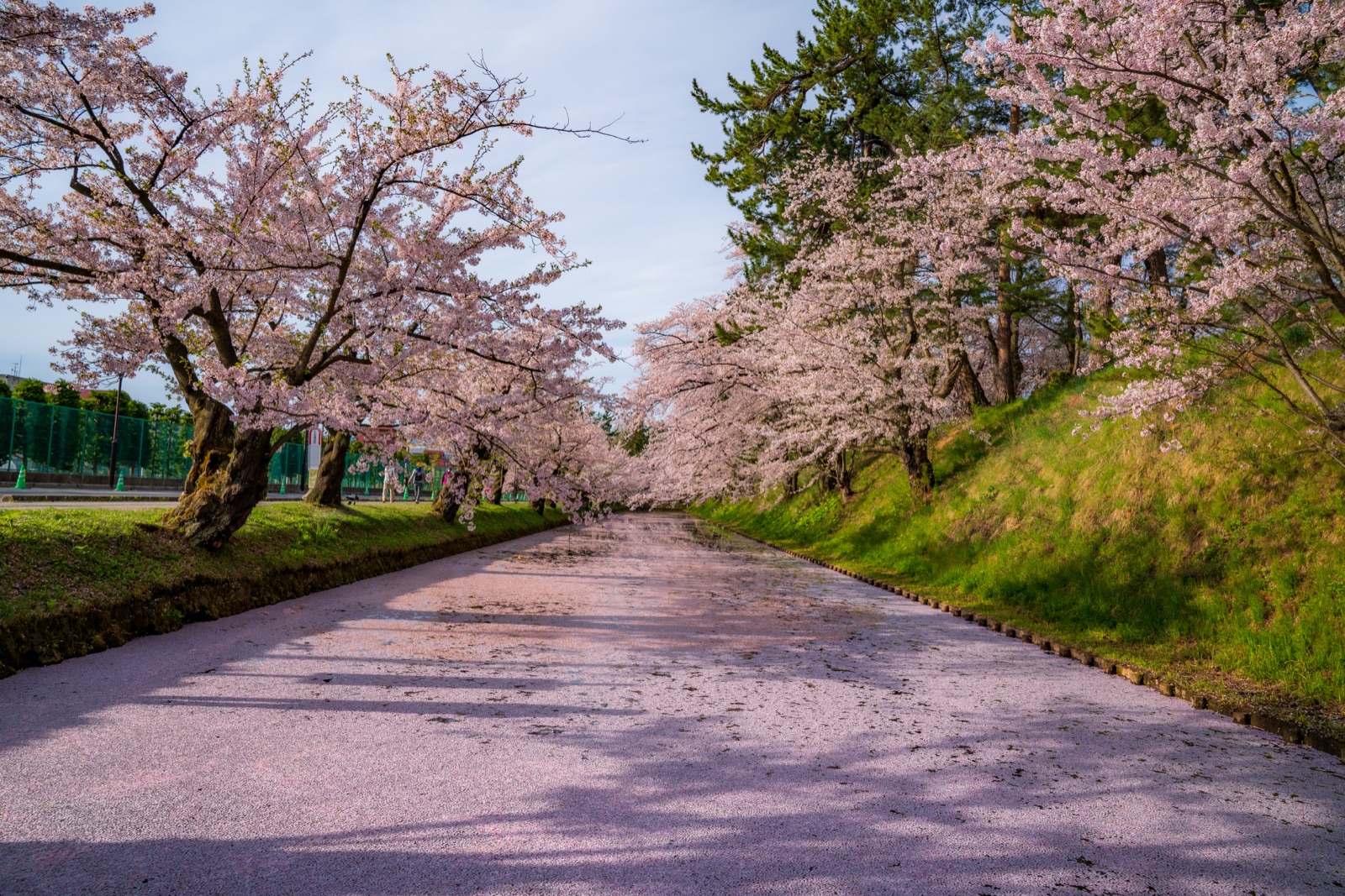 青森弘前櫻花祭的絨毯風景（青森県）