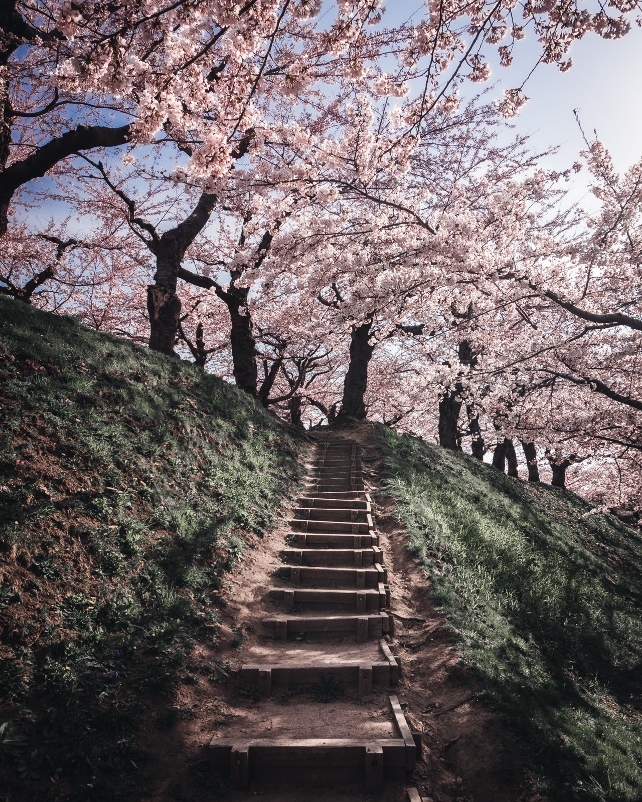北海道函館五稜郭公園 階梯盡頭的櫻花（北海道）