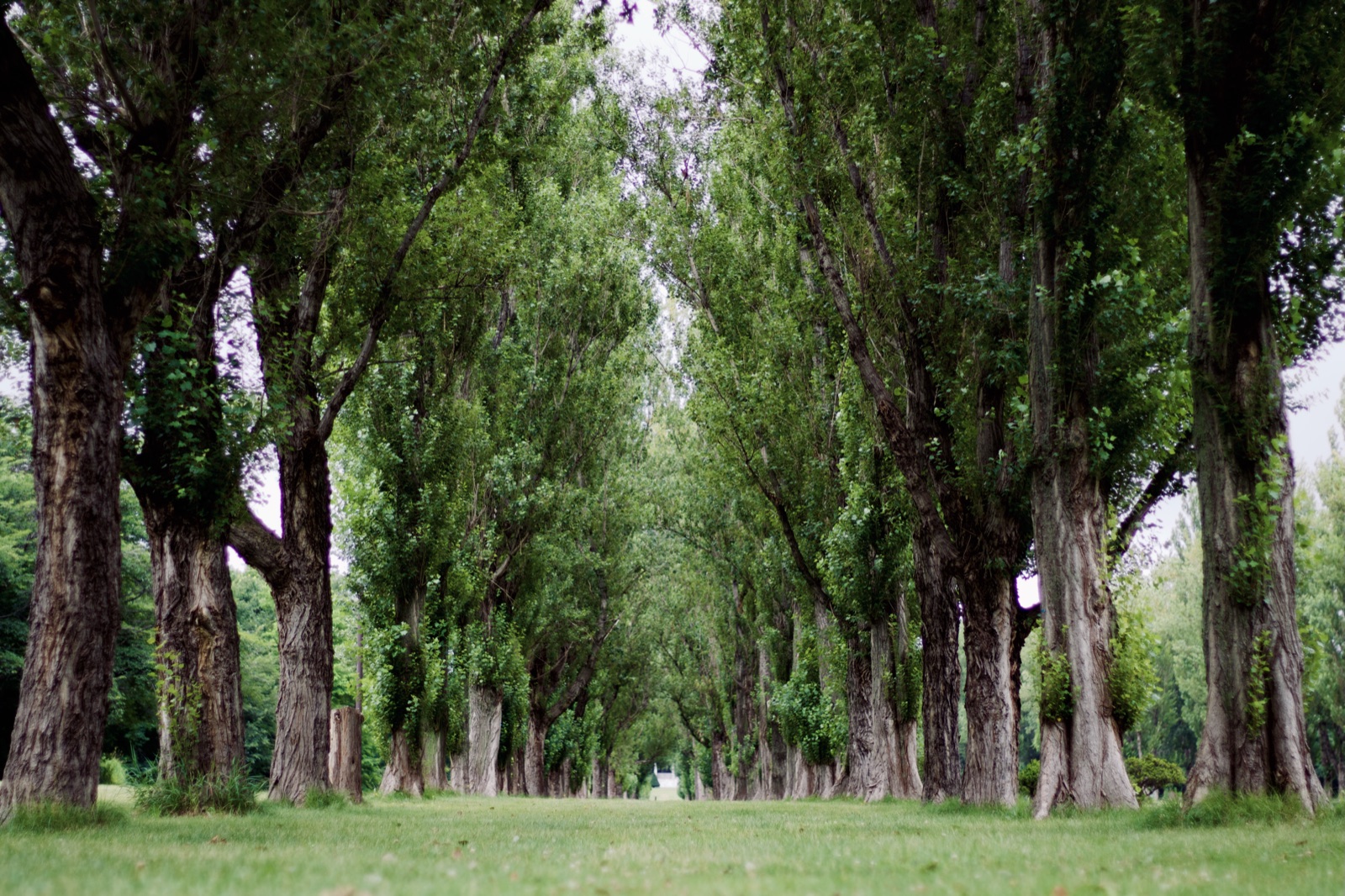 手稲前田森林公園　孩子們的蟲蟲探險隊（北海道）