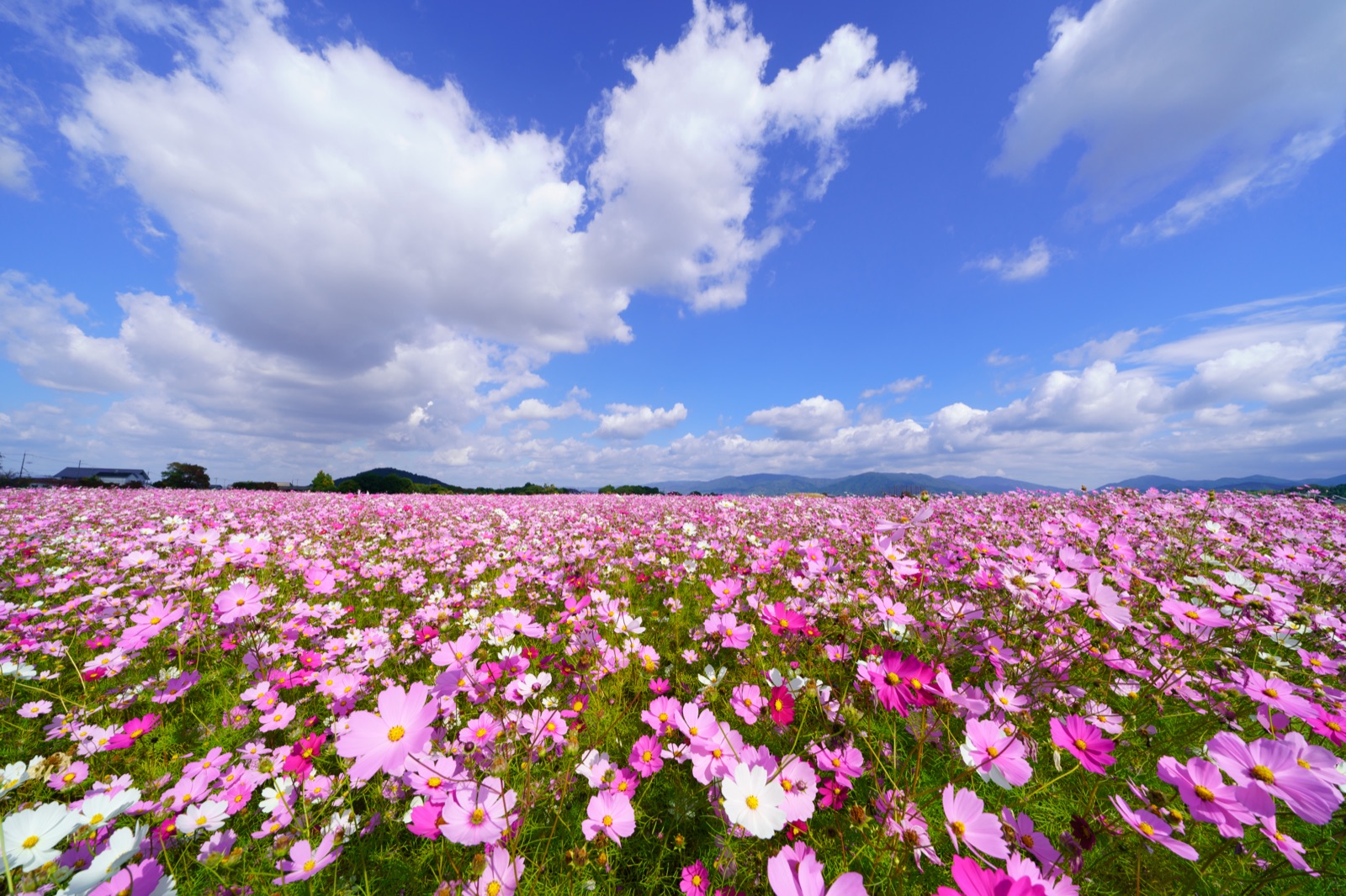 奈良藤原宮跡：古都遺蹤（奈良県）