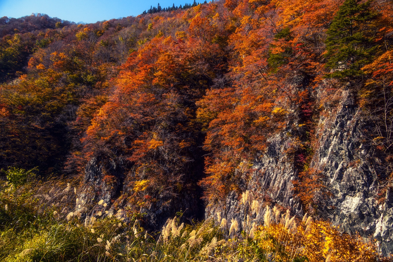 新潟秋山郷的紅葉季　靜謐山谷裡的色彩轉身（新潟県）