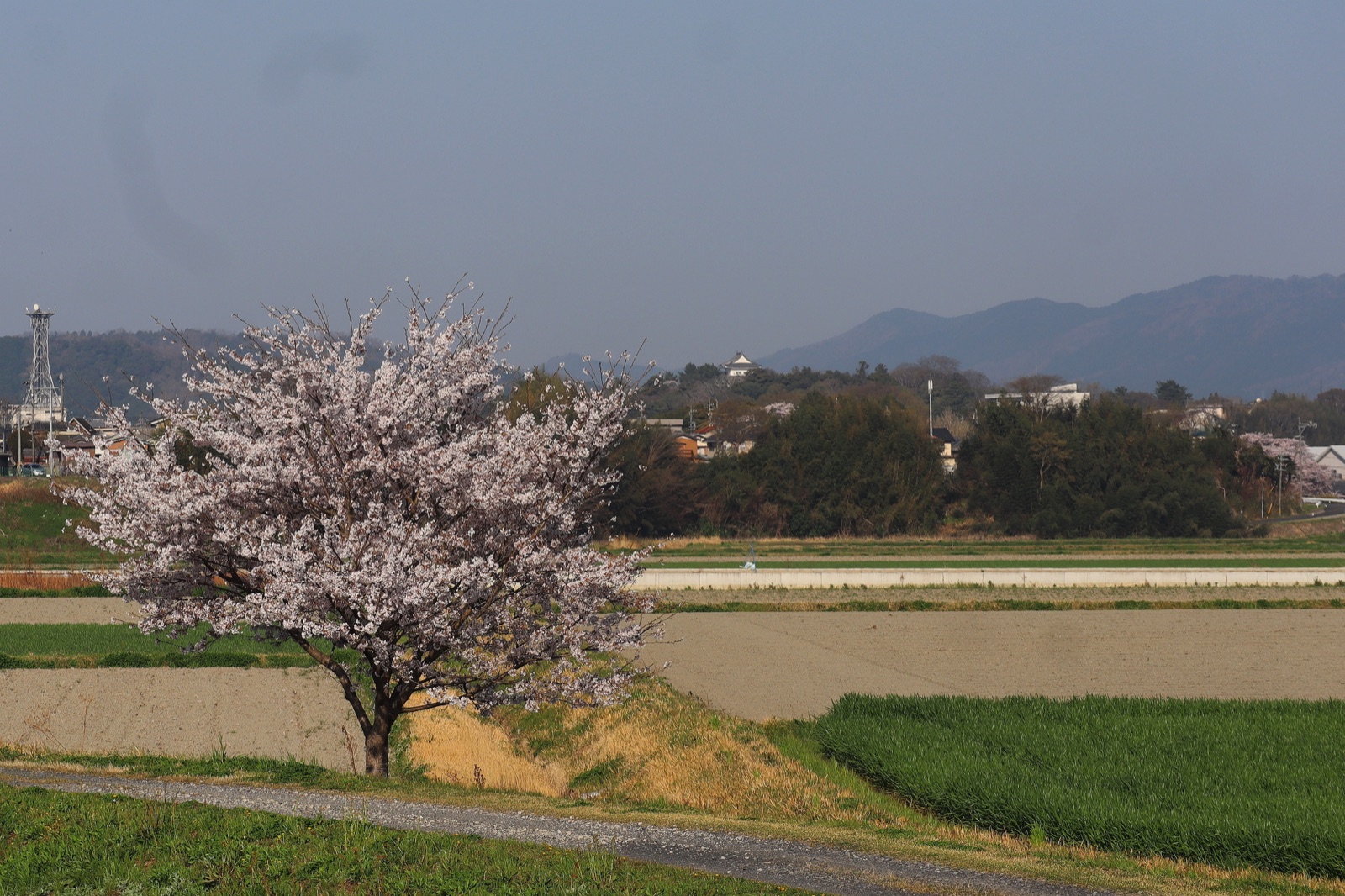 初春時節走過三重縣伊賀市（三重県）