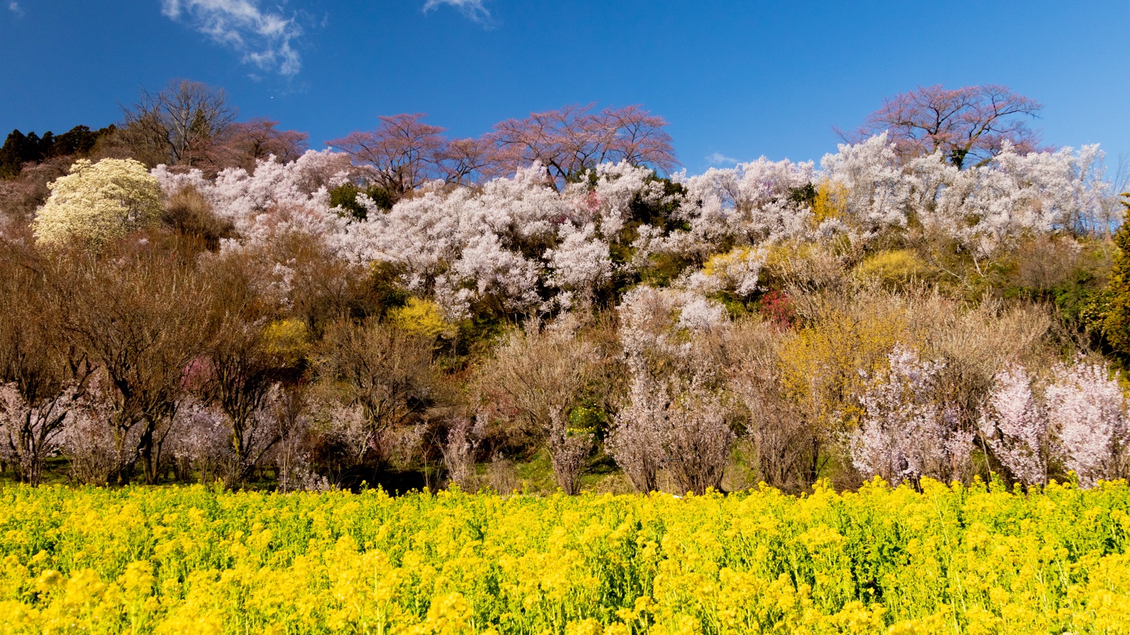 花見山公園春日群花盛開　福島縣的百花繚亂（福島県）