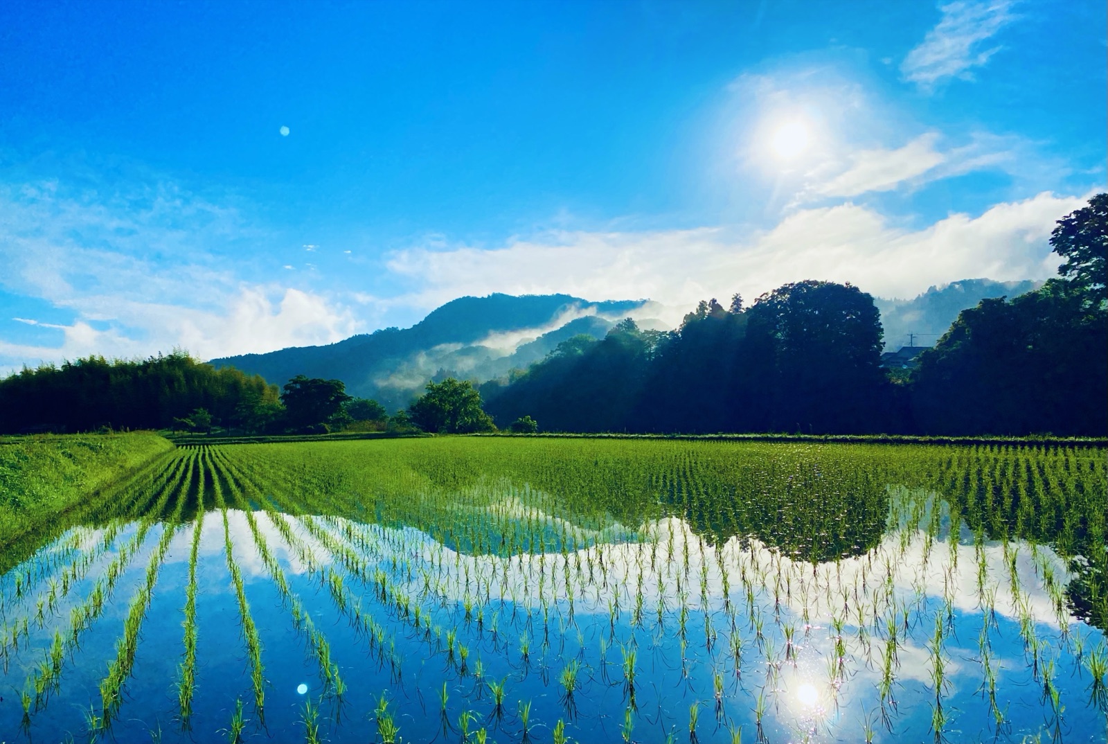 茨城大子産米：早苗月的稻田風景（茨城県）