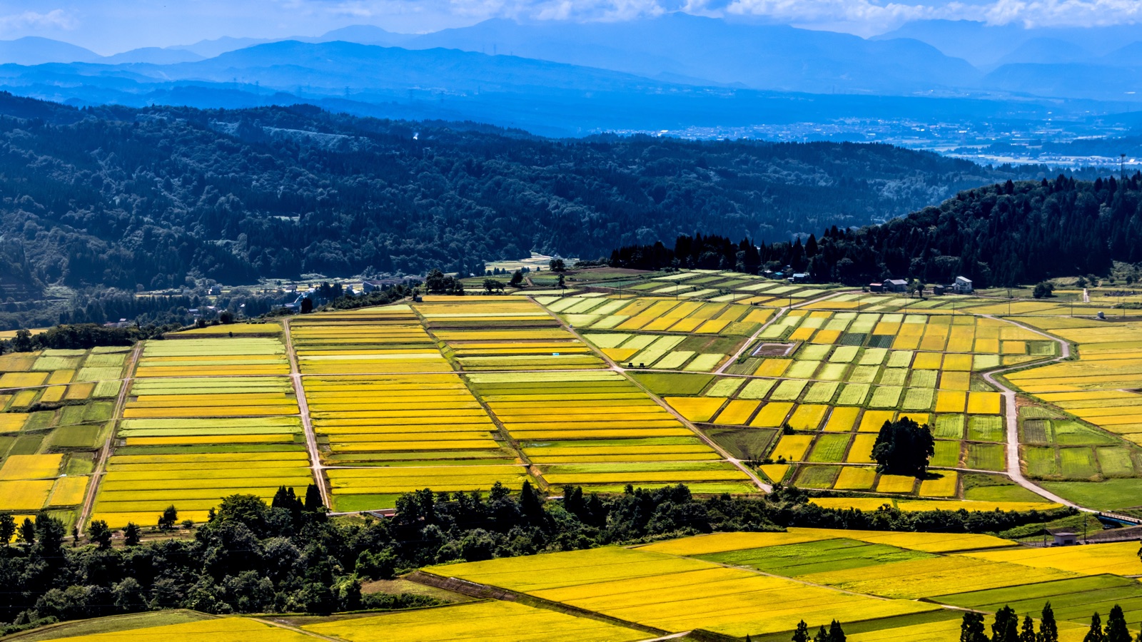 山本山高原的黃色地毯——新潟秋日稻田風景（新潟県）