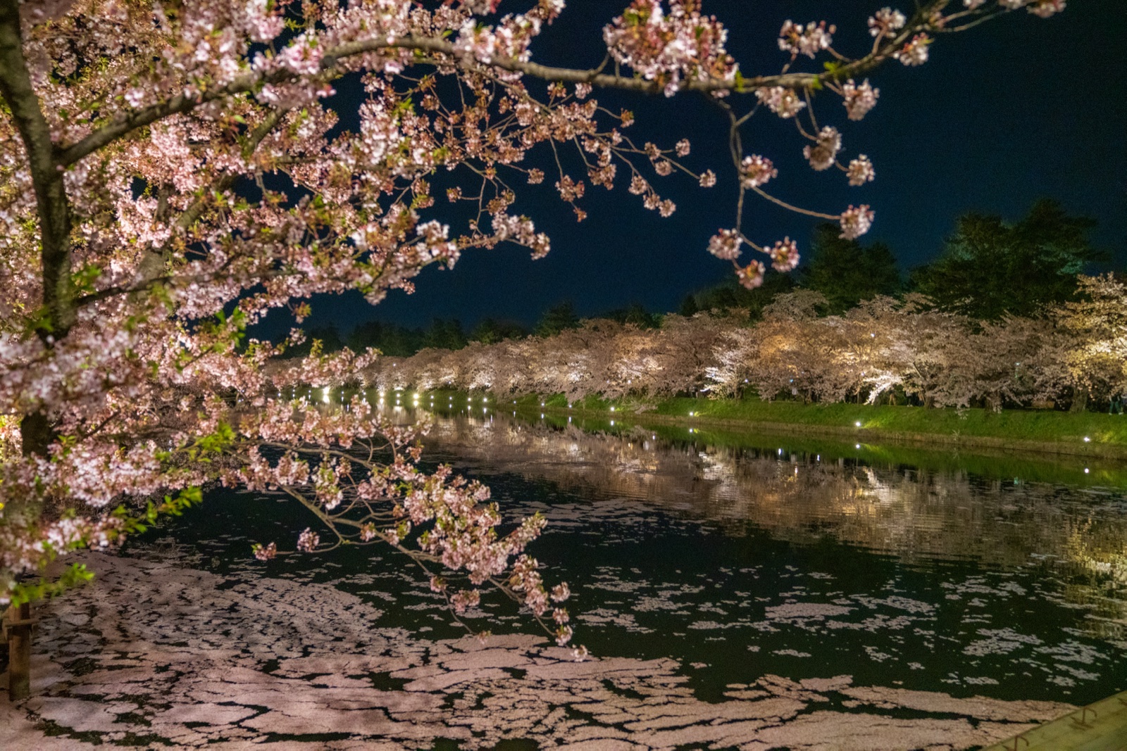 青森弘前櫻花祭西濠夜間點燈（青森県）
