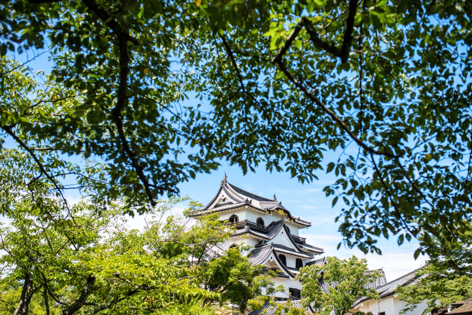 滋賀縣彥根城的靜謐時刻（滋賀県）