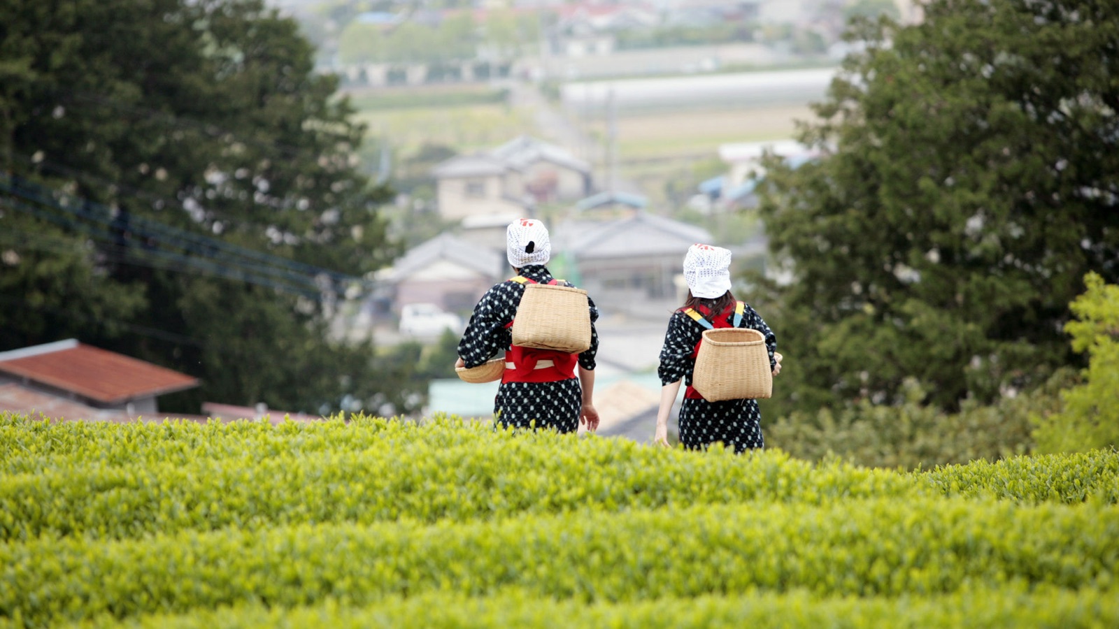 靜岡伊豆茶畑，高地上的綠色層疊（静岡県）