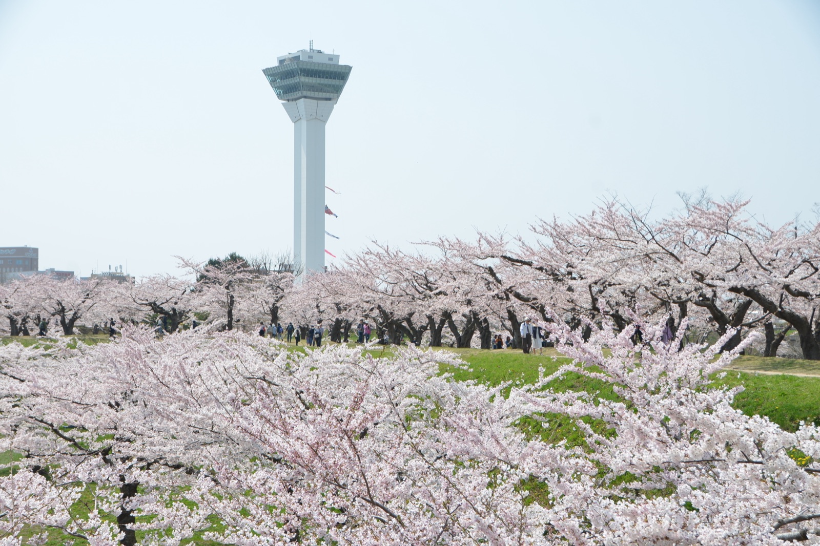 函館五稜郭 櫻花盛開時（北海道）