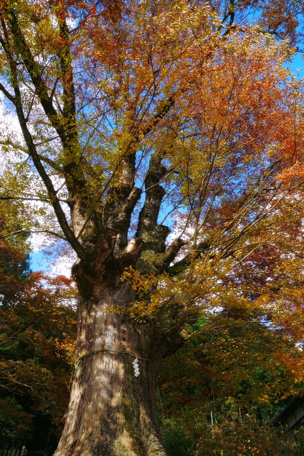 兵庫石部神社 千年欅木的沉默陪伴（兵庫県）