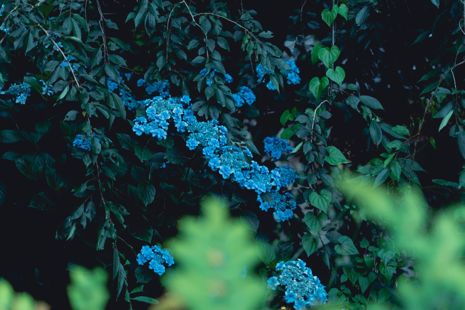 紫陽花的深藍 茨城縣裡的歷史沉澱（茨城県）