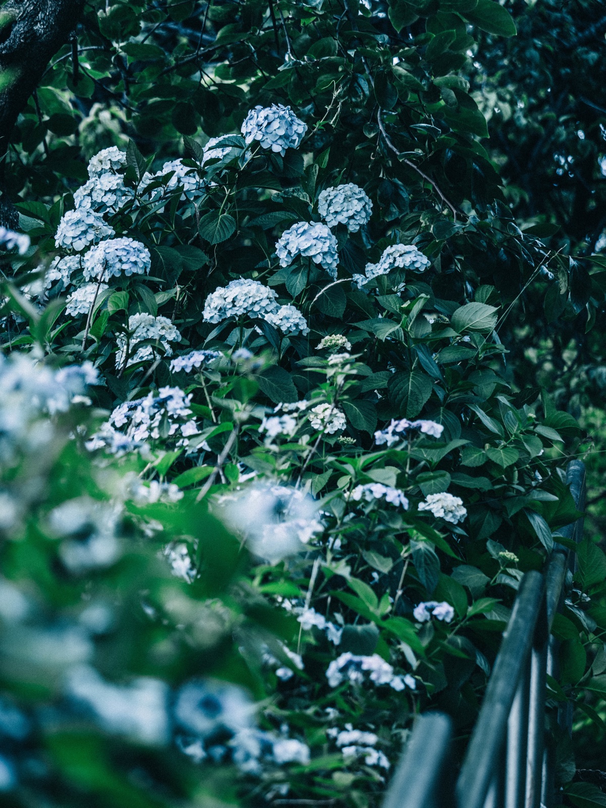 神奈川梅雨時節 細雨中的紫陽花（神奈川県）
