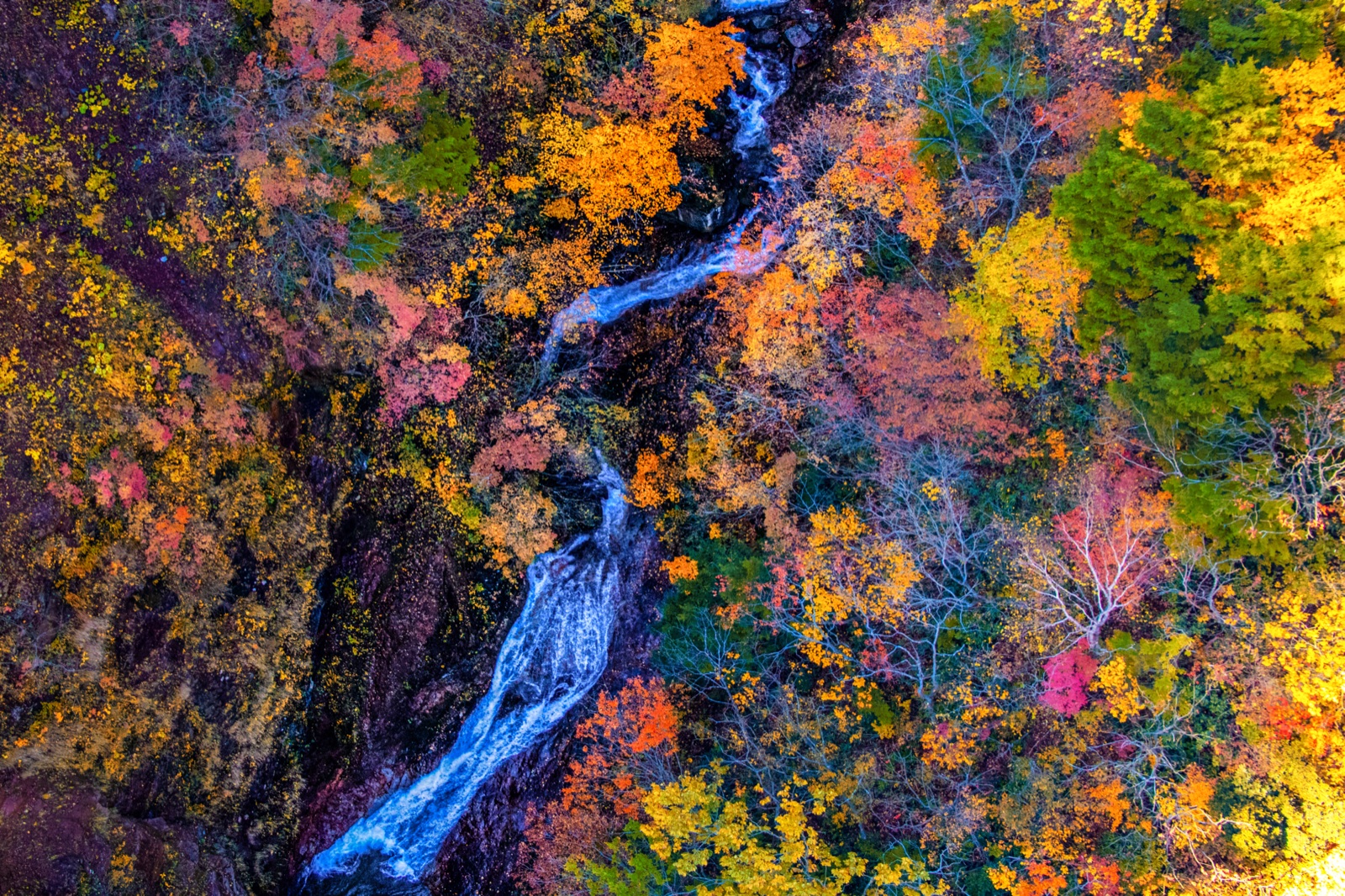 福島磐梯吾妻天空線 燕子谷千紫萬紅楓景（福島県）